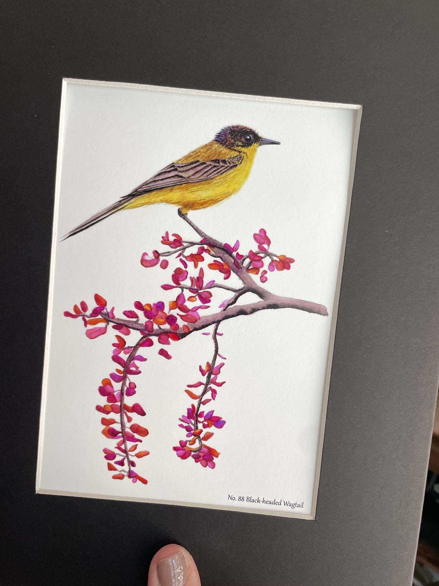 Black-headed Wagtail - Bird Art by KB