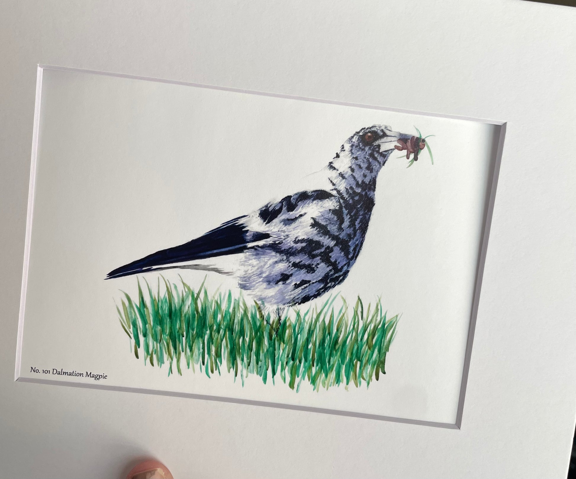 Dalmatian Magpie - Bird Art by KB