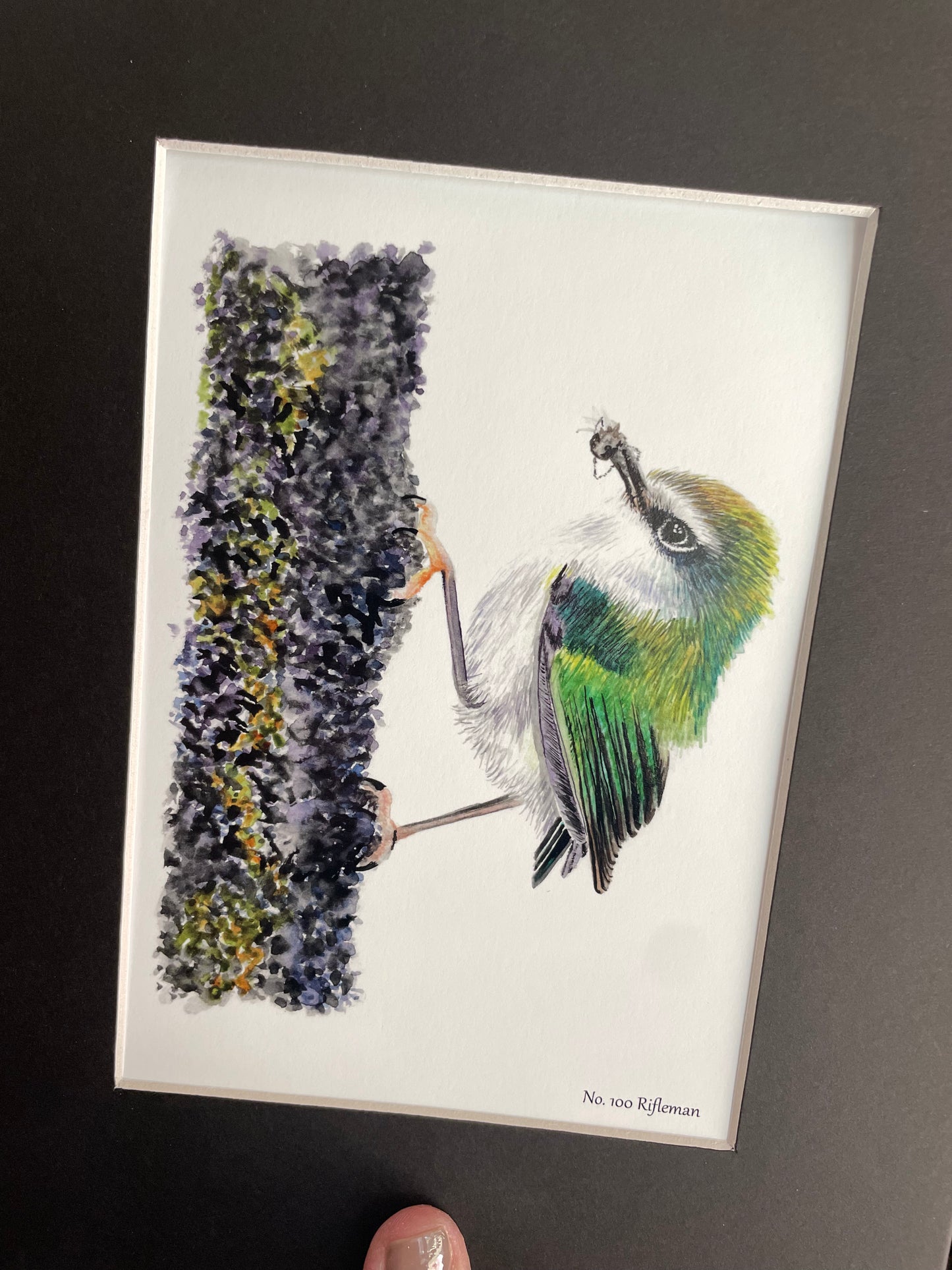 Rifleman - Bird Art by KB