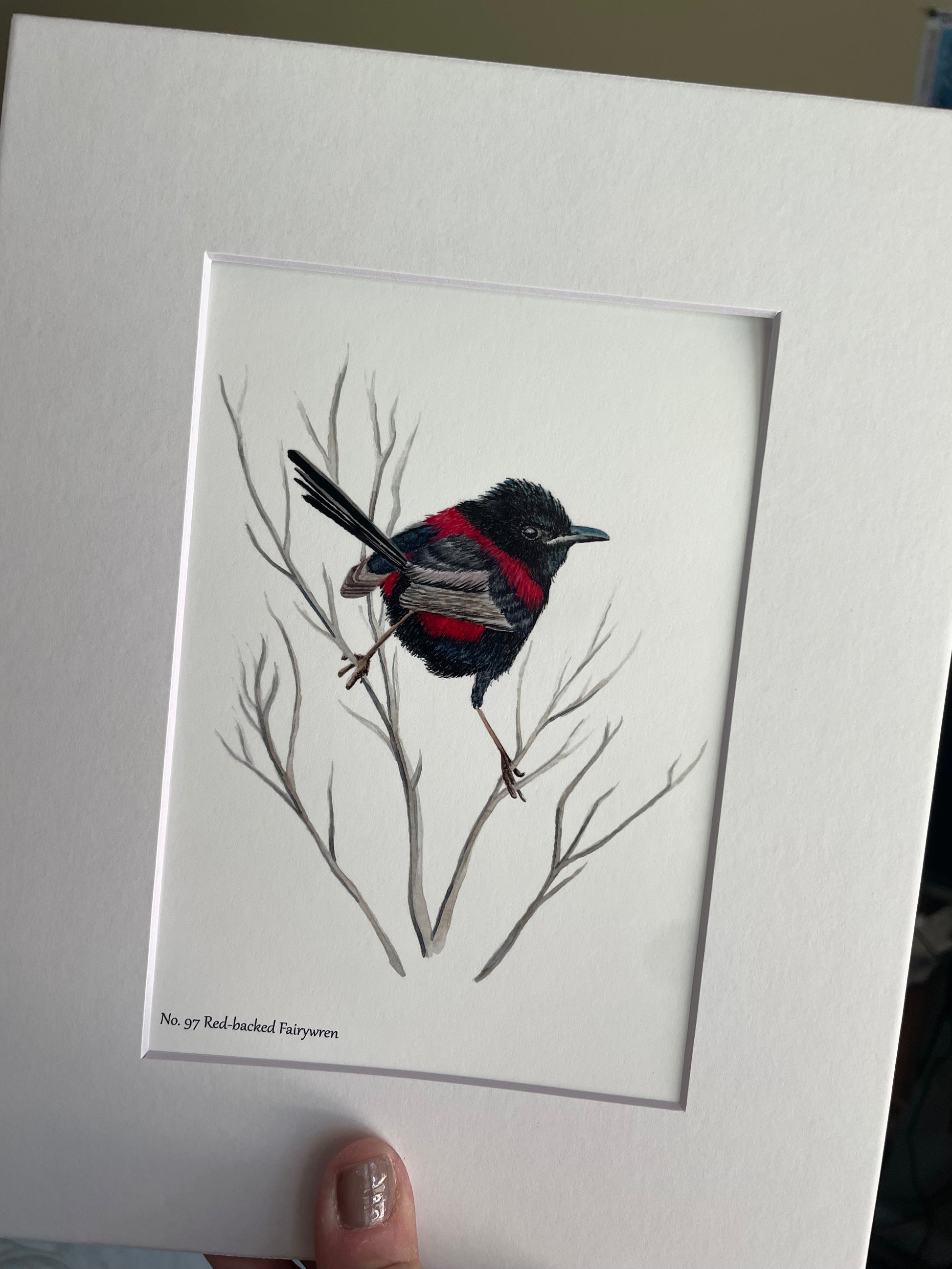 Red-backed Fairywren - Bird Art by KB