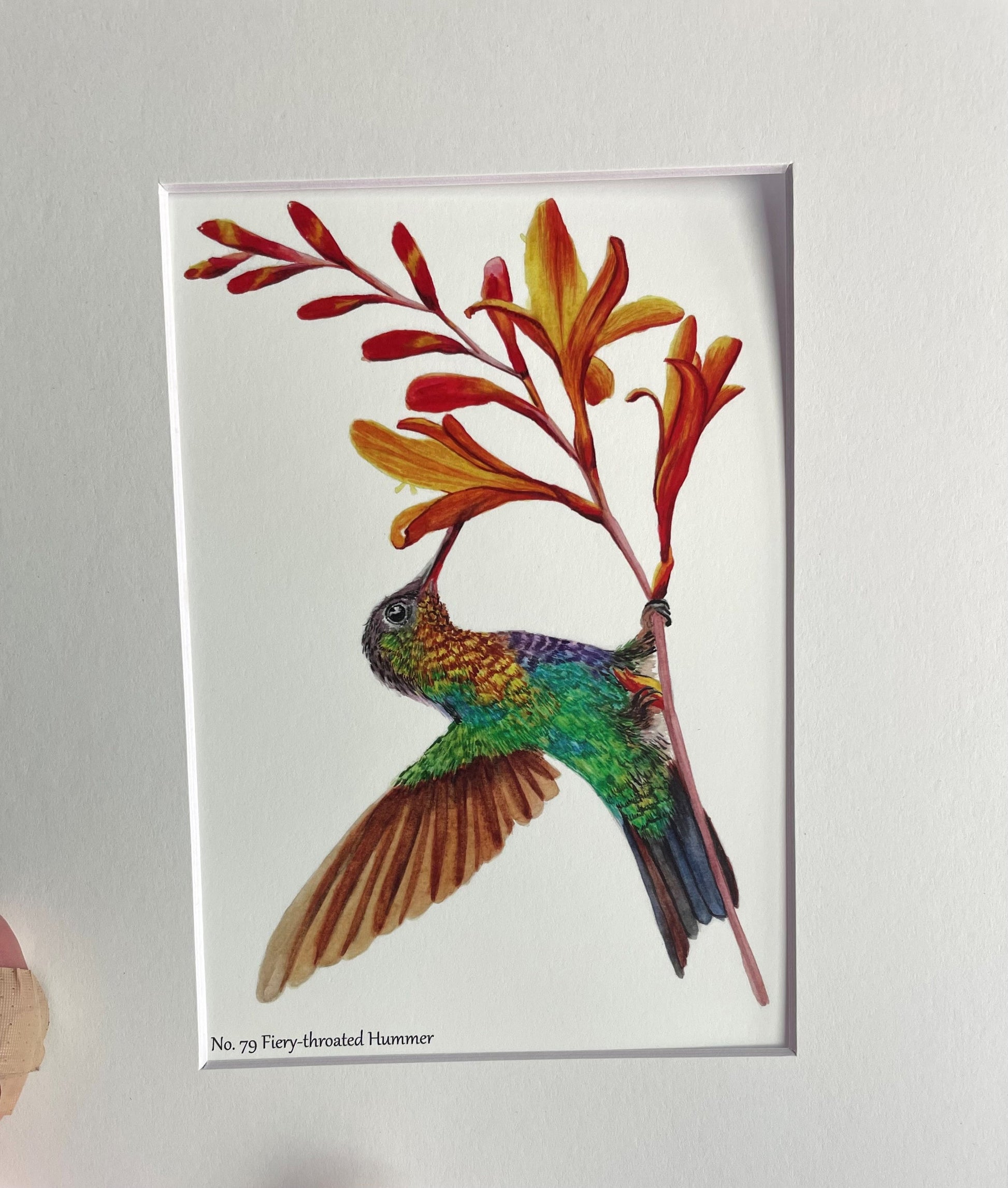 Fiery-Throated Hummingbird - Bird Art by KB
