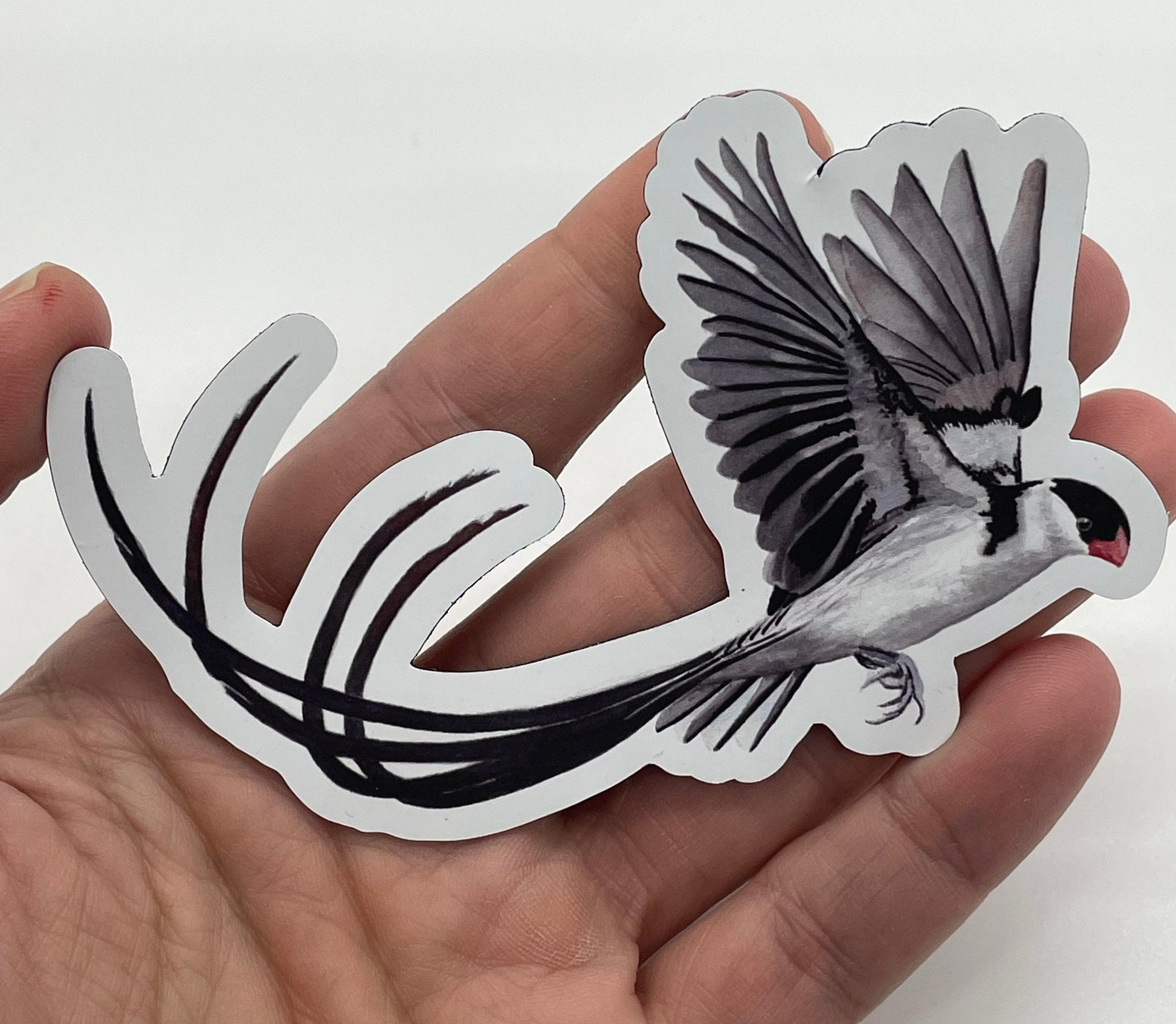 Pin-tailed Whydah - Bird Art by KB
