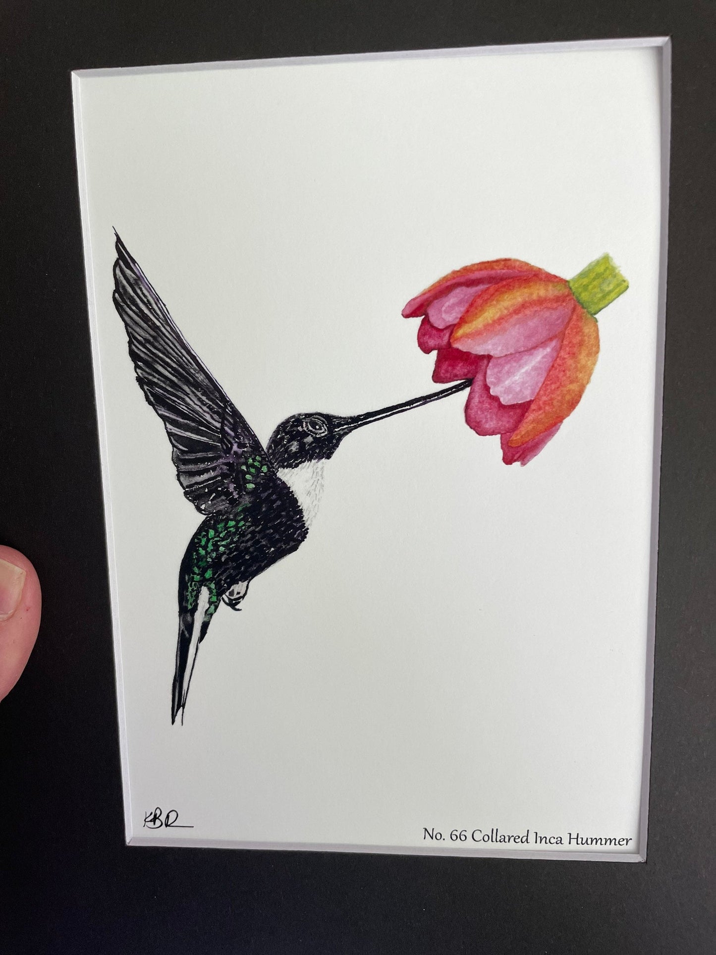 Collared Inca Hummingbird - Bird Art by KB