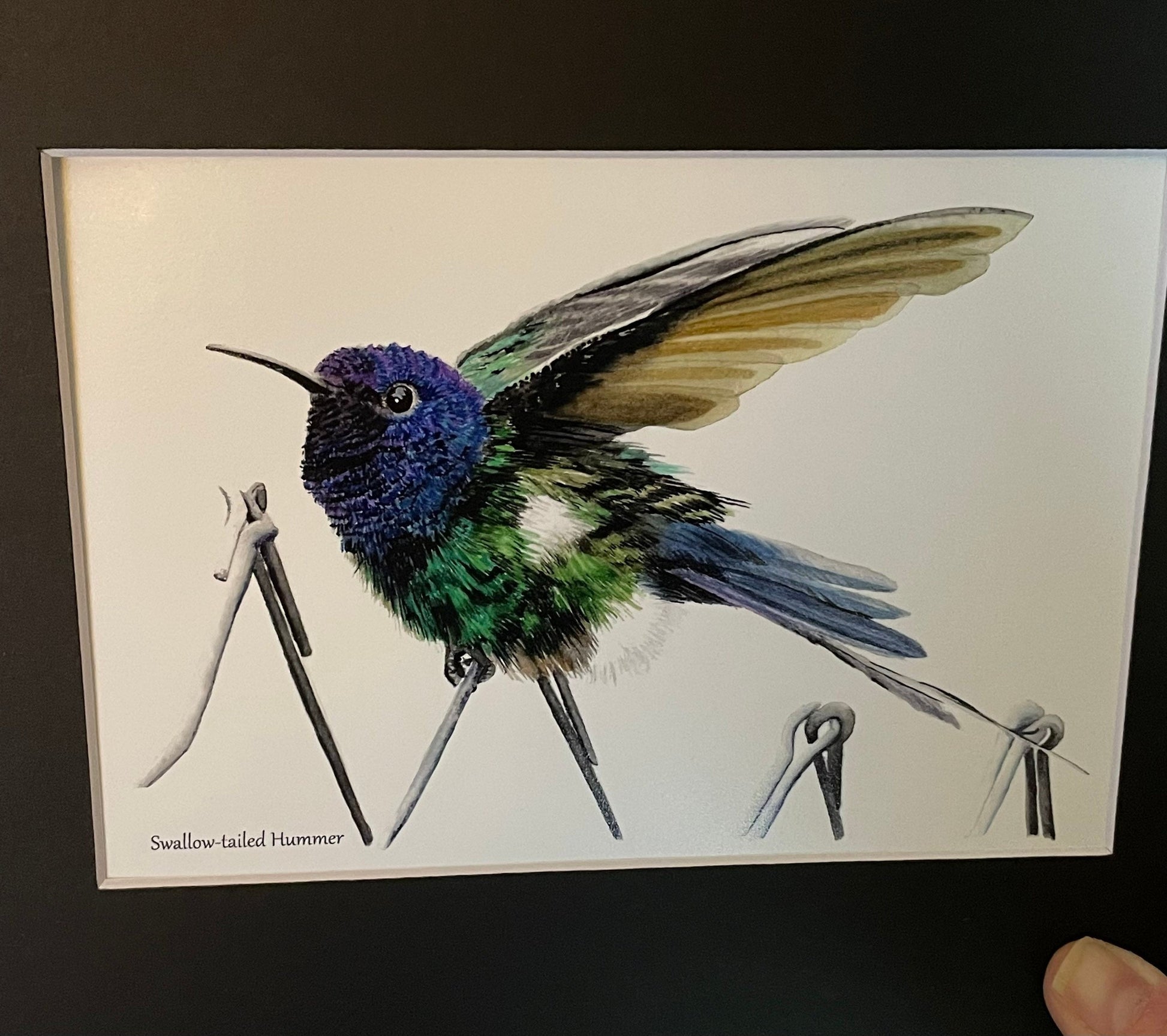 Swallow-Tailed Hummingbird - Bird Art by KB