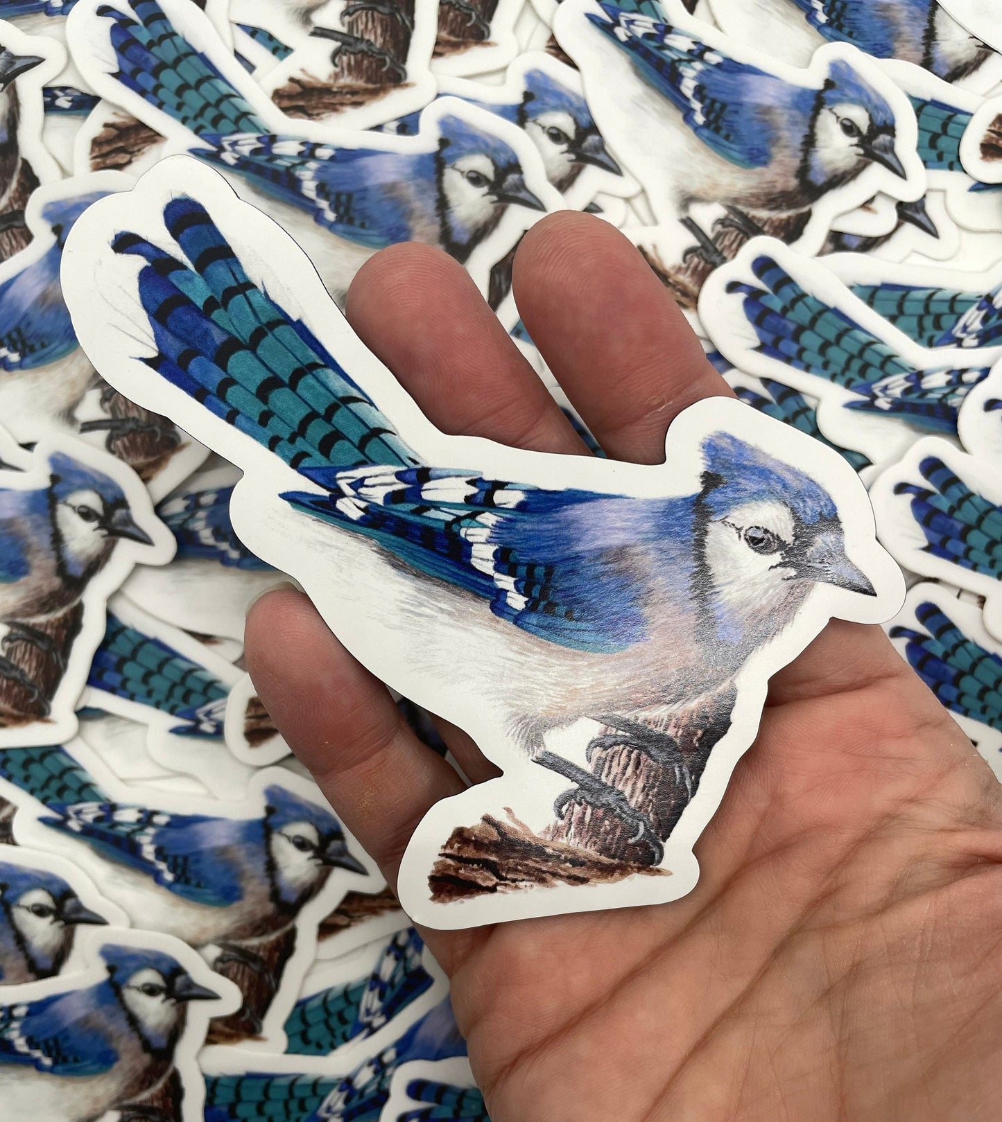 Blue Jay - Bird Art by KB