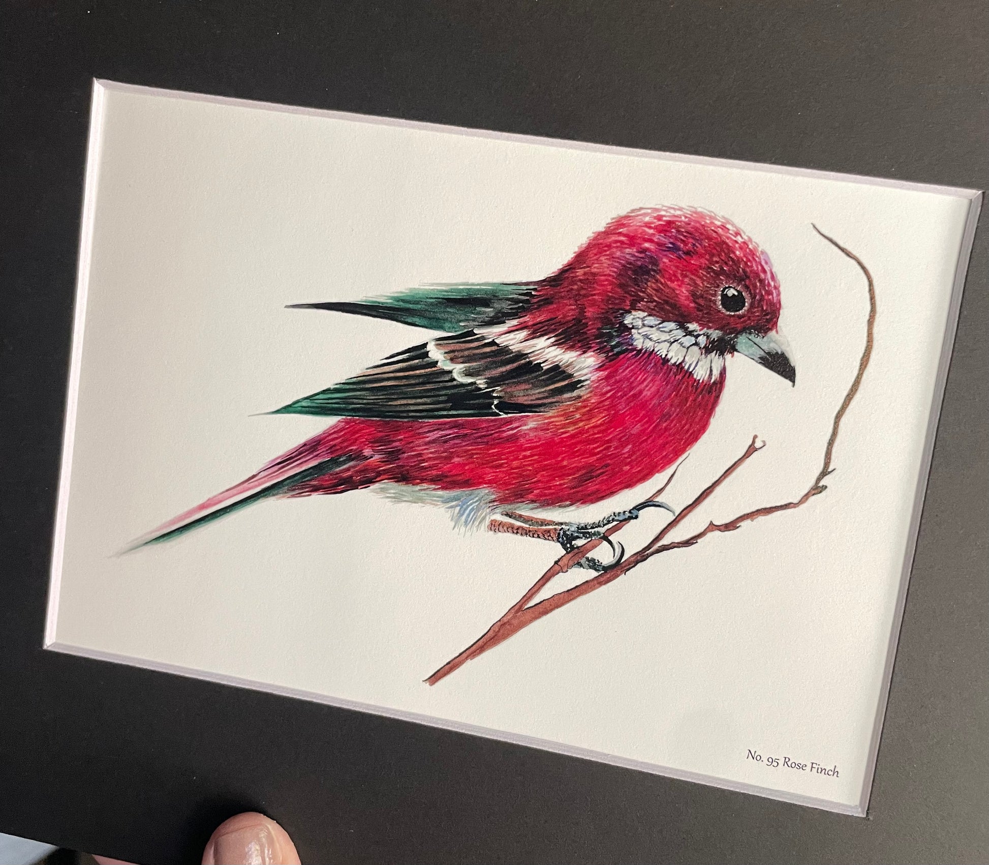 Rose Finch - Bird Art by KB
