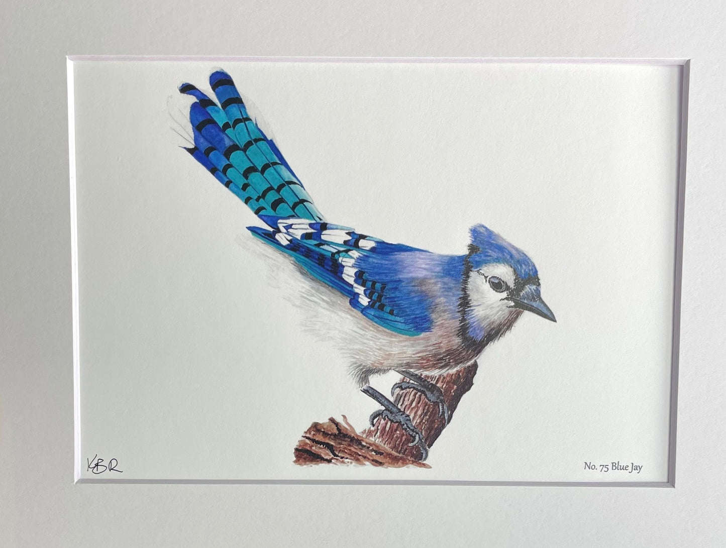 Blue Jay - Bird Art by KB