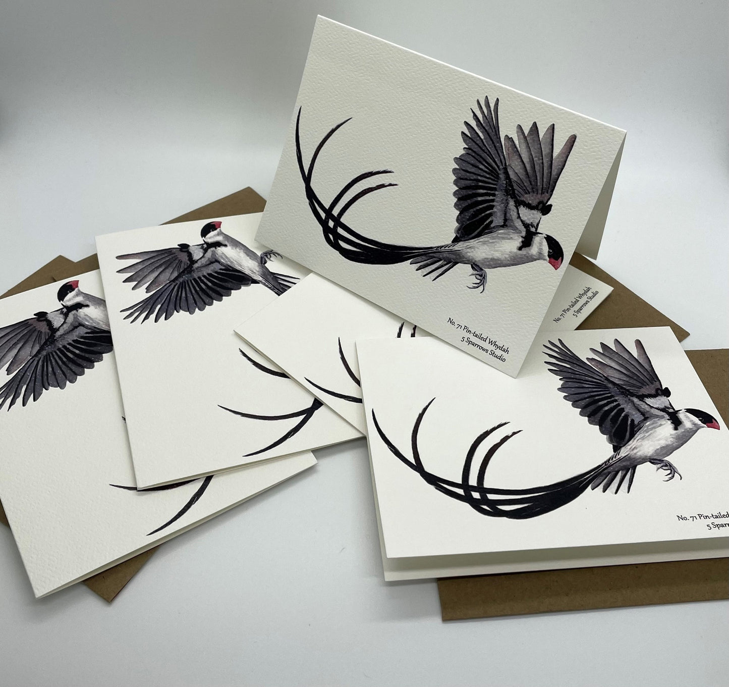 Pin-tailed Whydah - Bird Art by KB