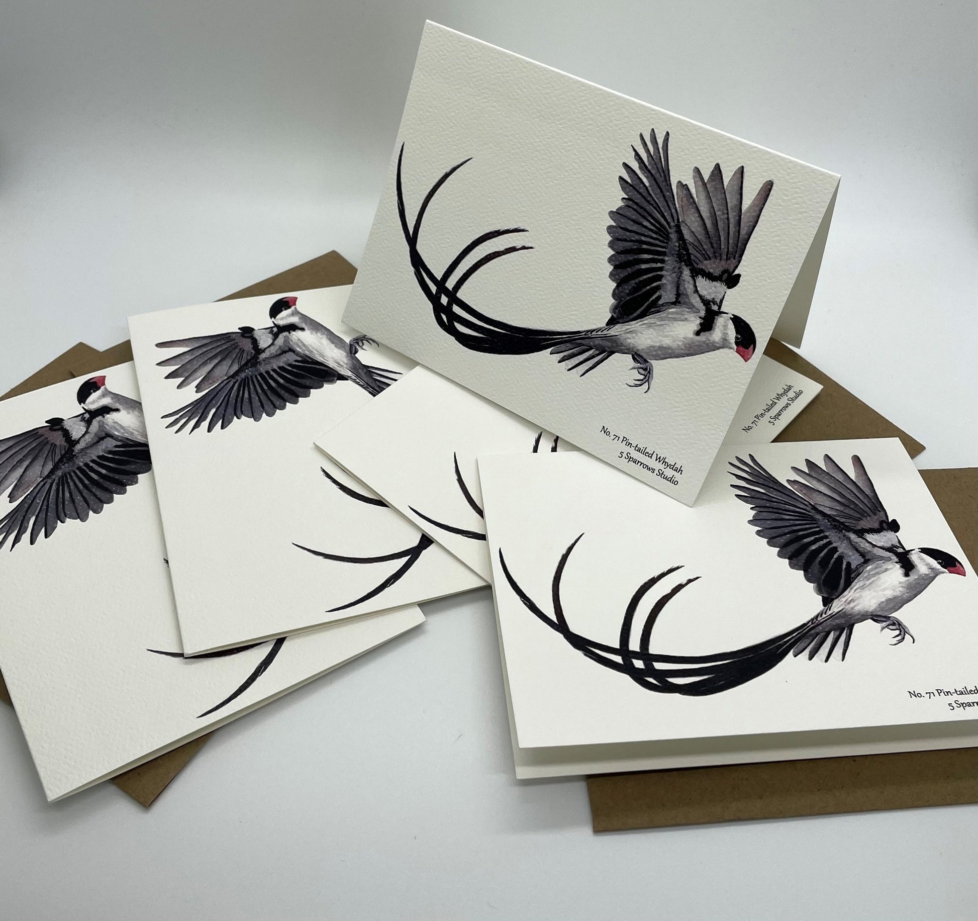 Pin-tailed Whydah - Bird Art by KB