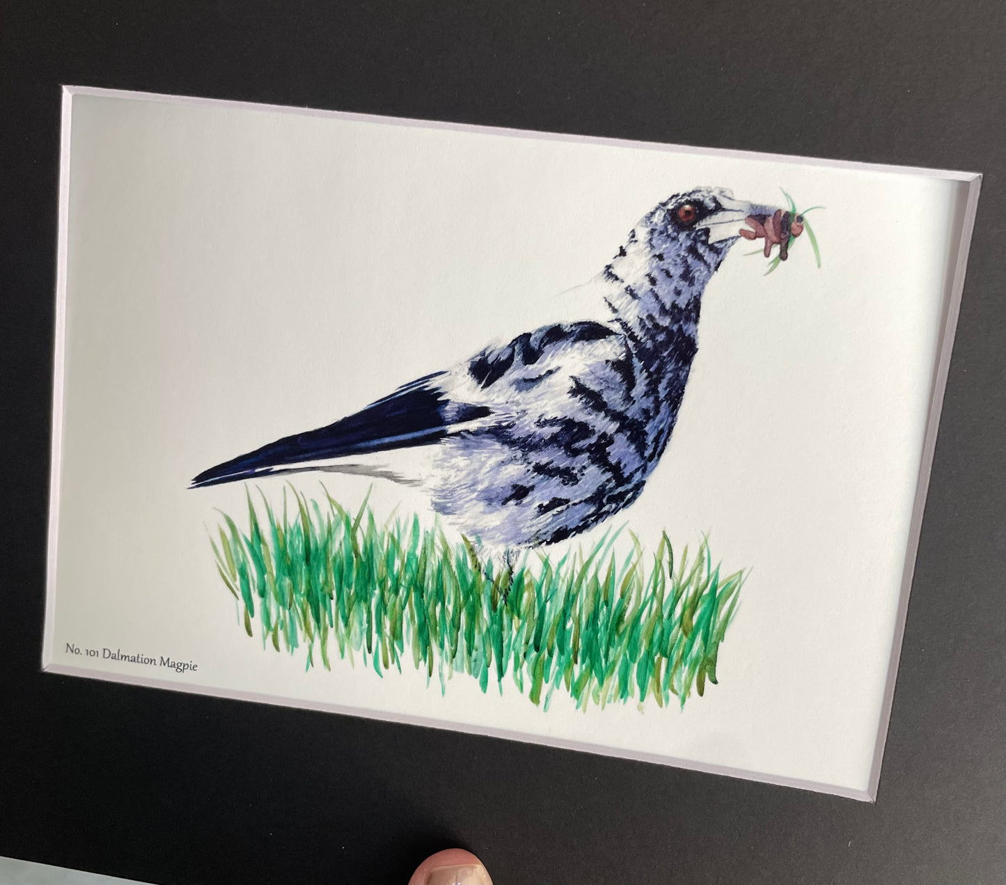 Dalmatian Magpie - Bird Art by KB