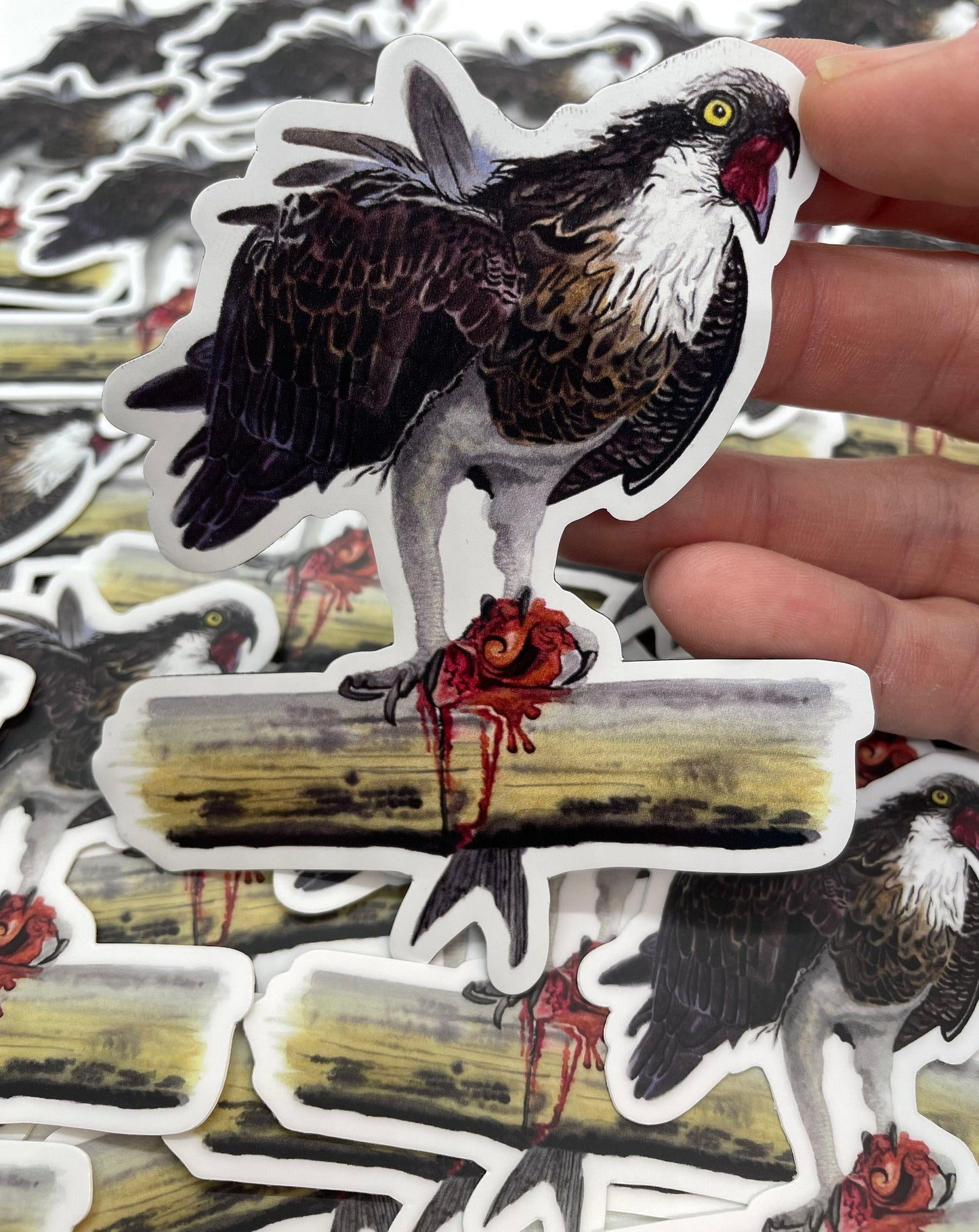 Osprey - Bird Art by KB