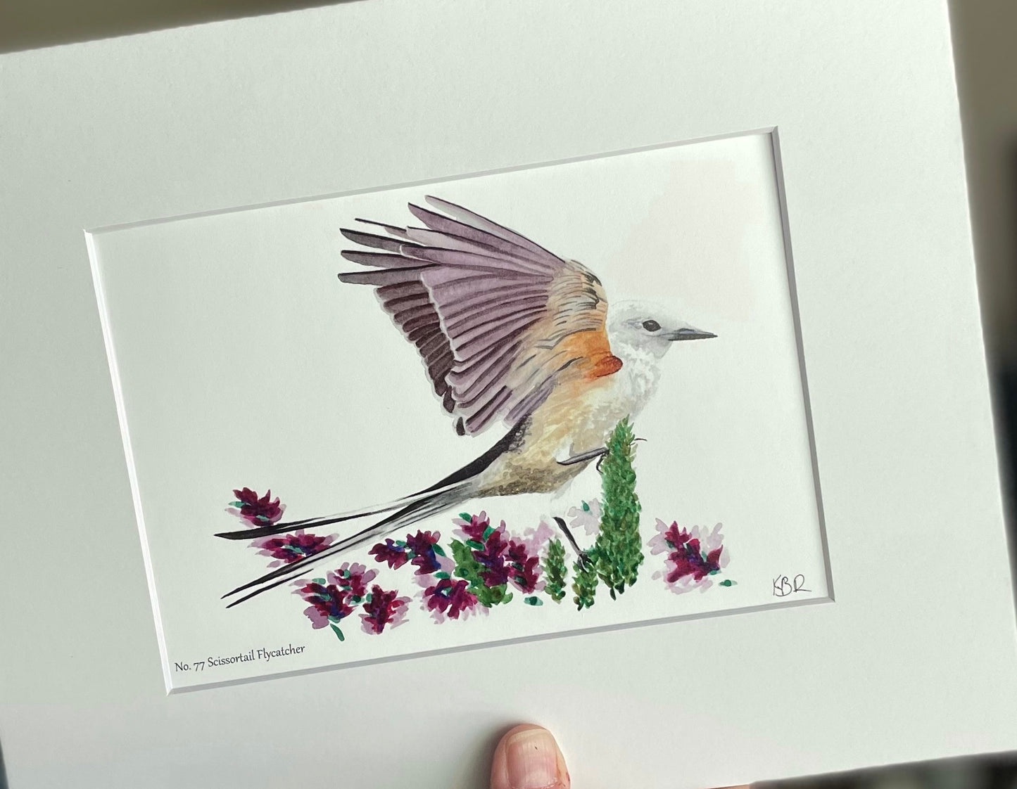 Scissortail Flycatcher - Bird Art by KB