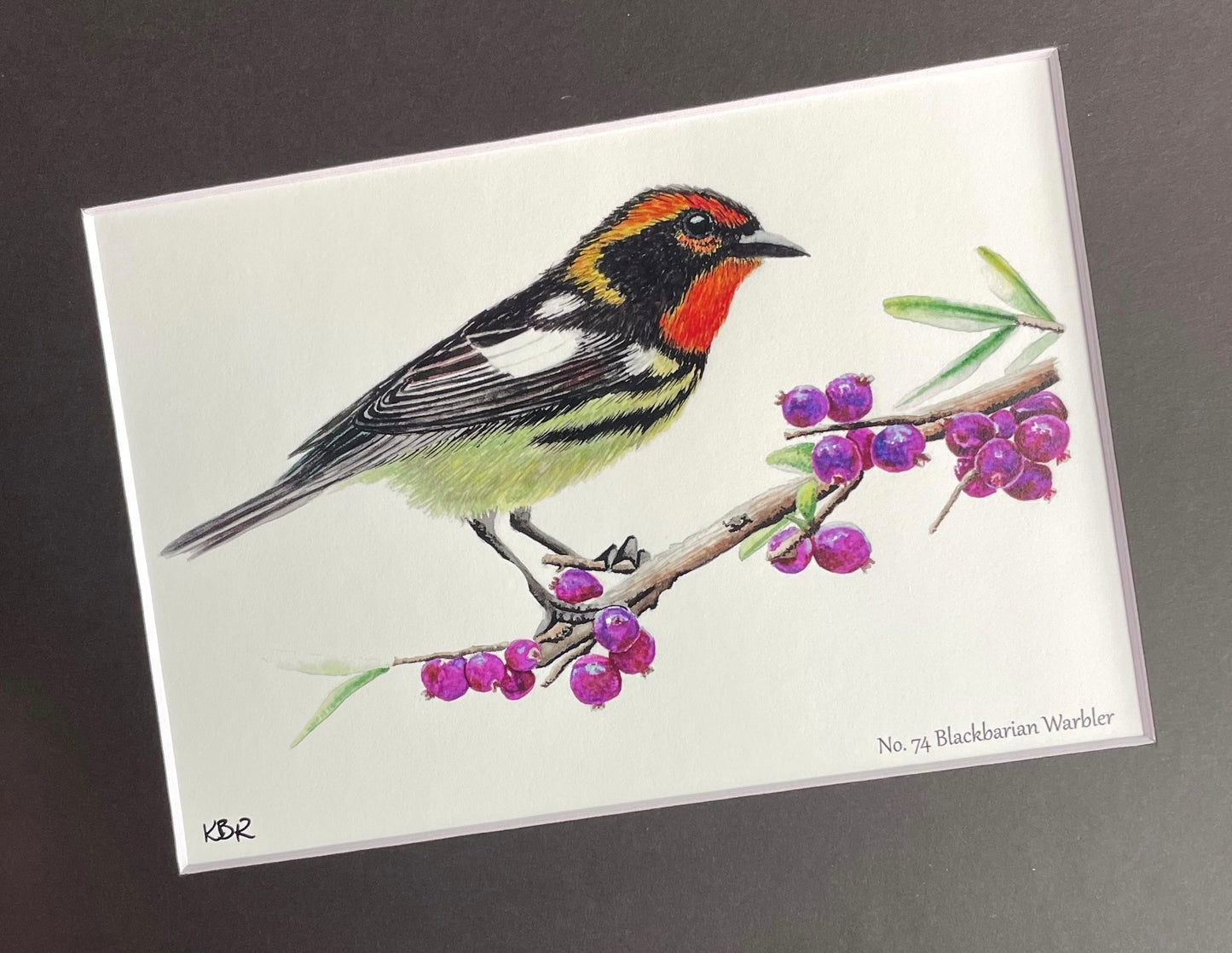 Blackburnian Warbler - Bird Art by KB