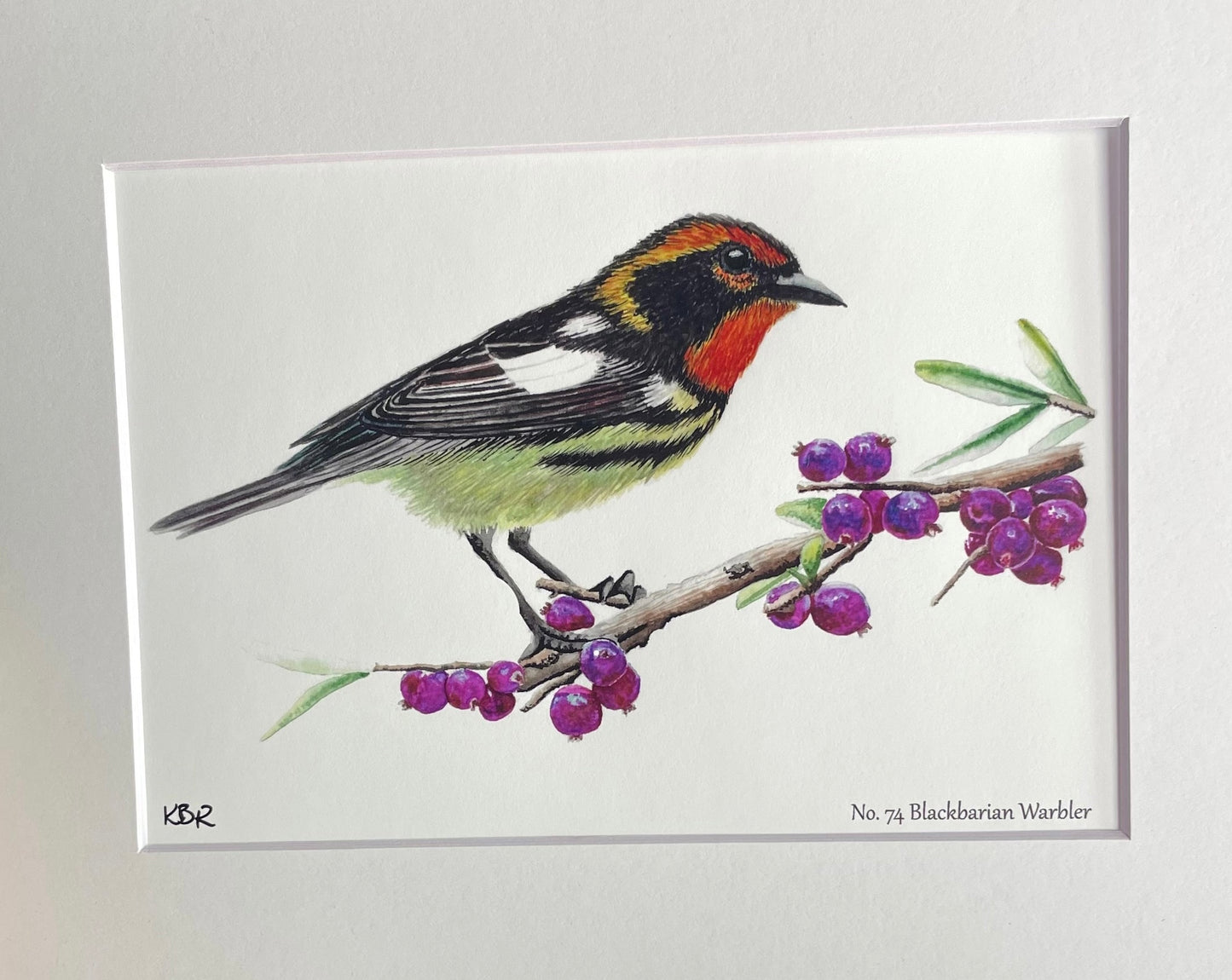 Blackburnian Warbler - Bird Art by KB