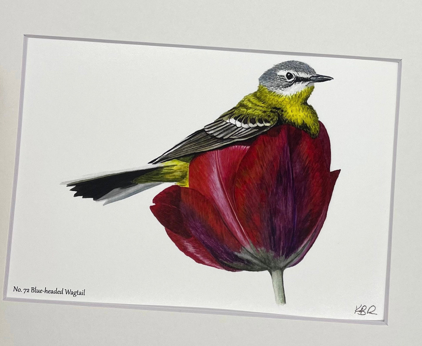 Blue-headed Wagtail - Bird Art by KB