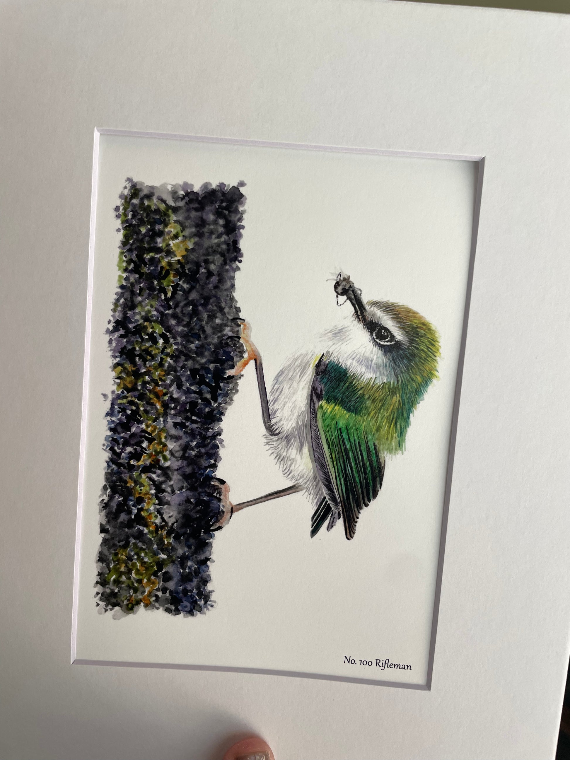 Rifleman - Bird Art by KB