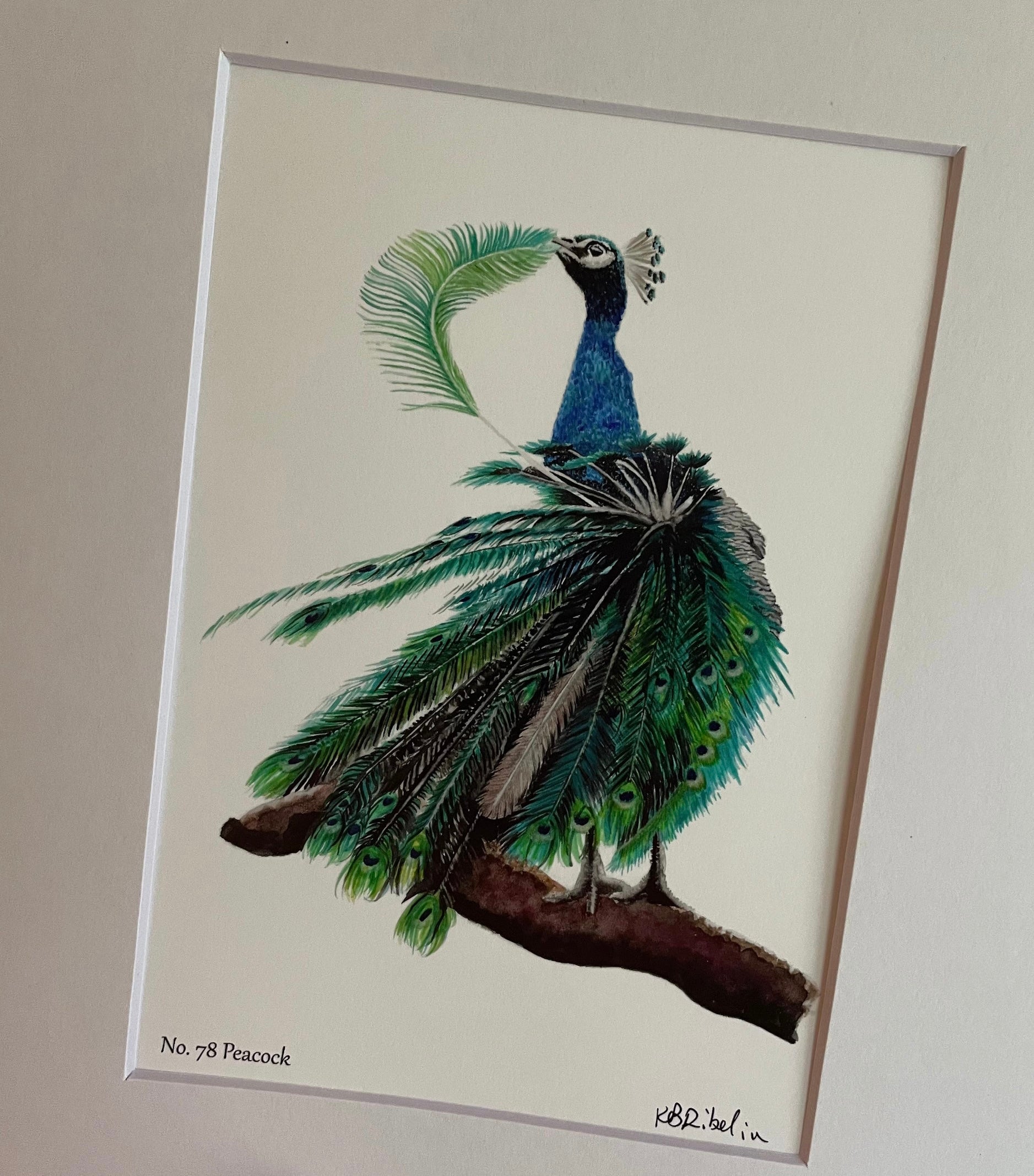 Peacock - Bird Art by KB