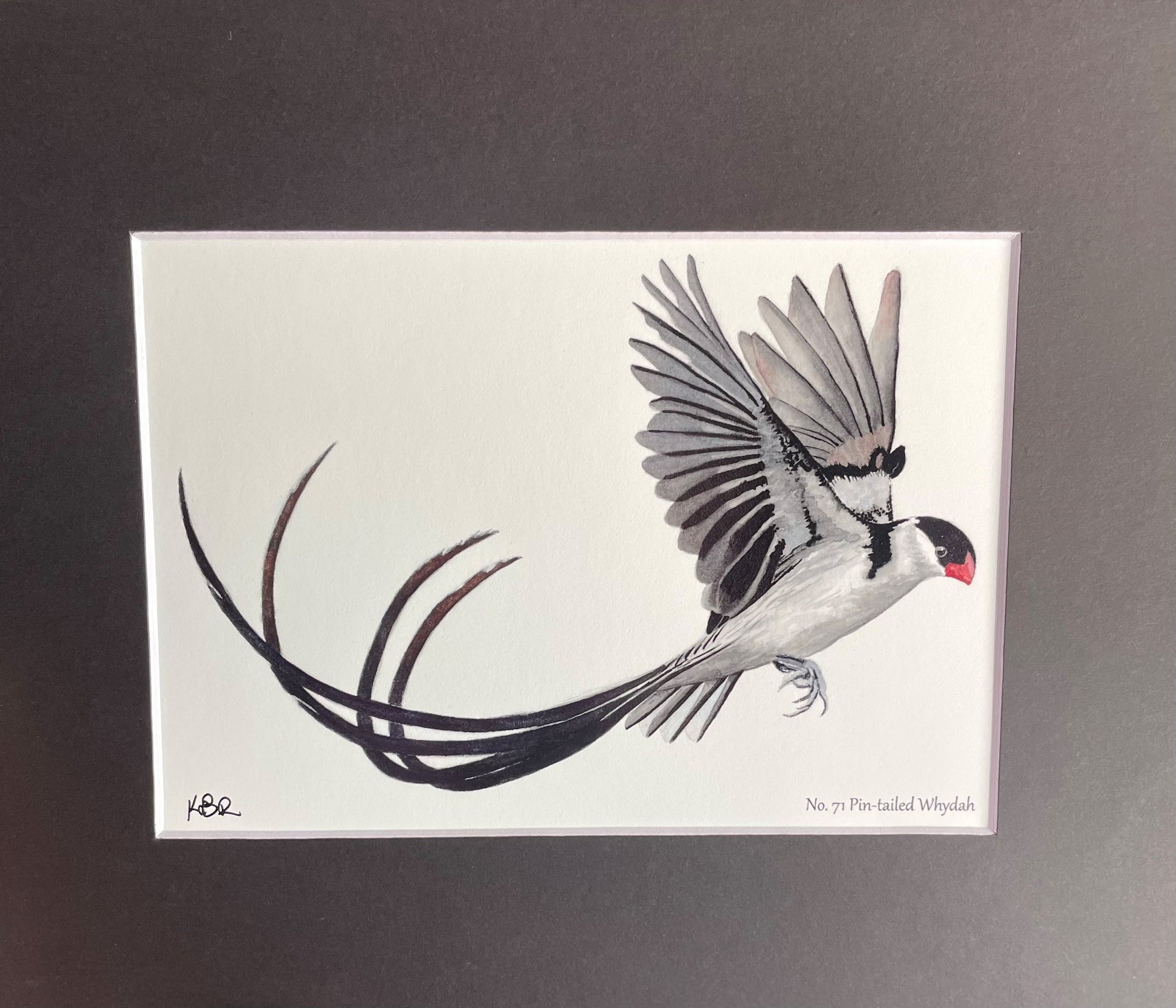 Pin-tailed Whydah - Bird Art by KB
