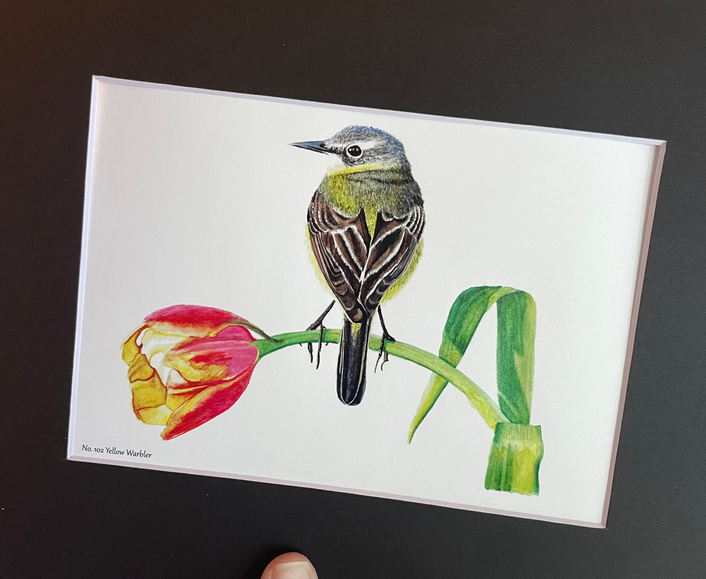 Yellow Wagtail - Bird Art by KB