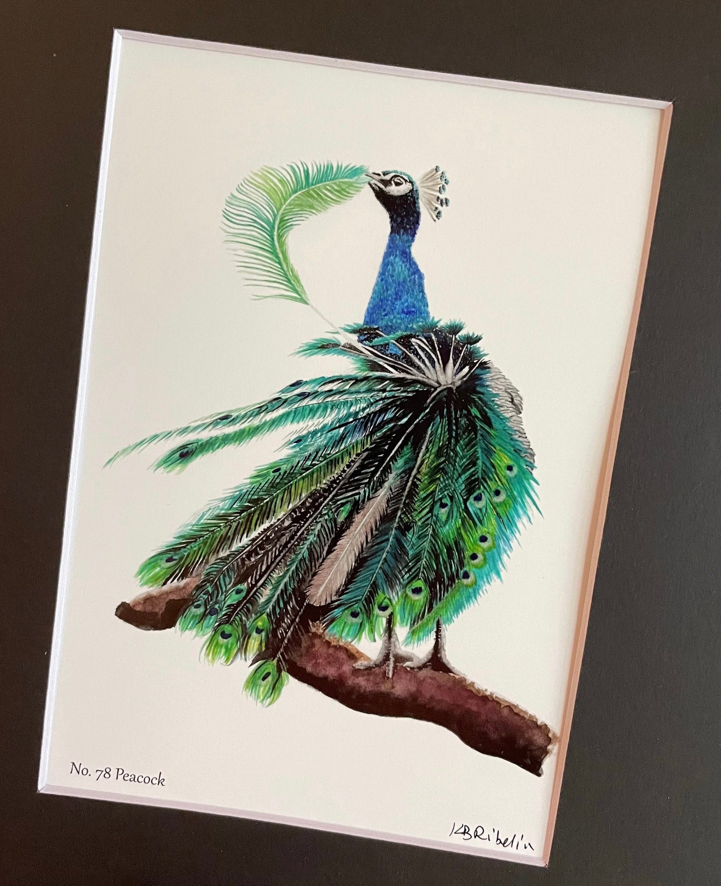 Peacock - Bird Art by KB