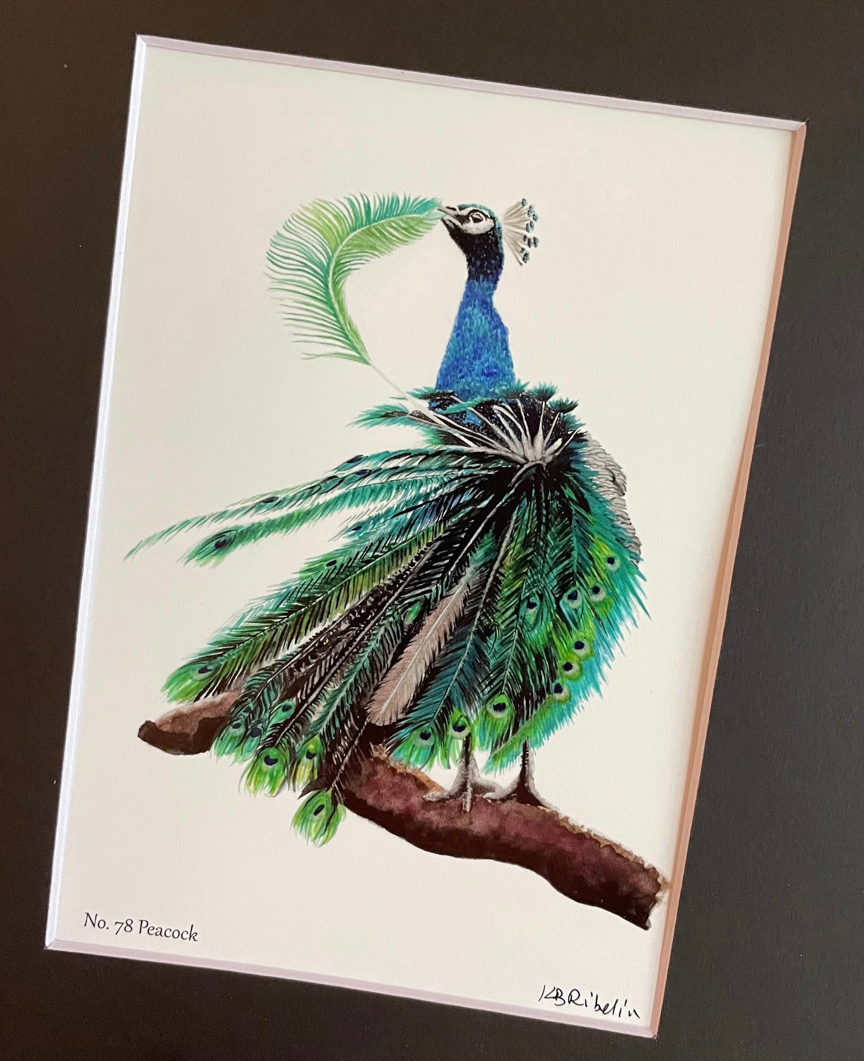 Peacock - Bird Art by KB