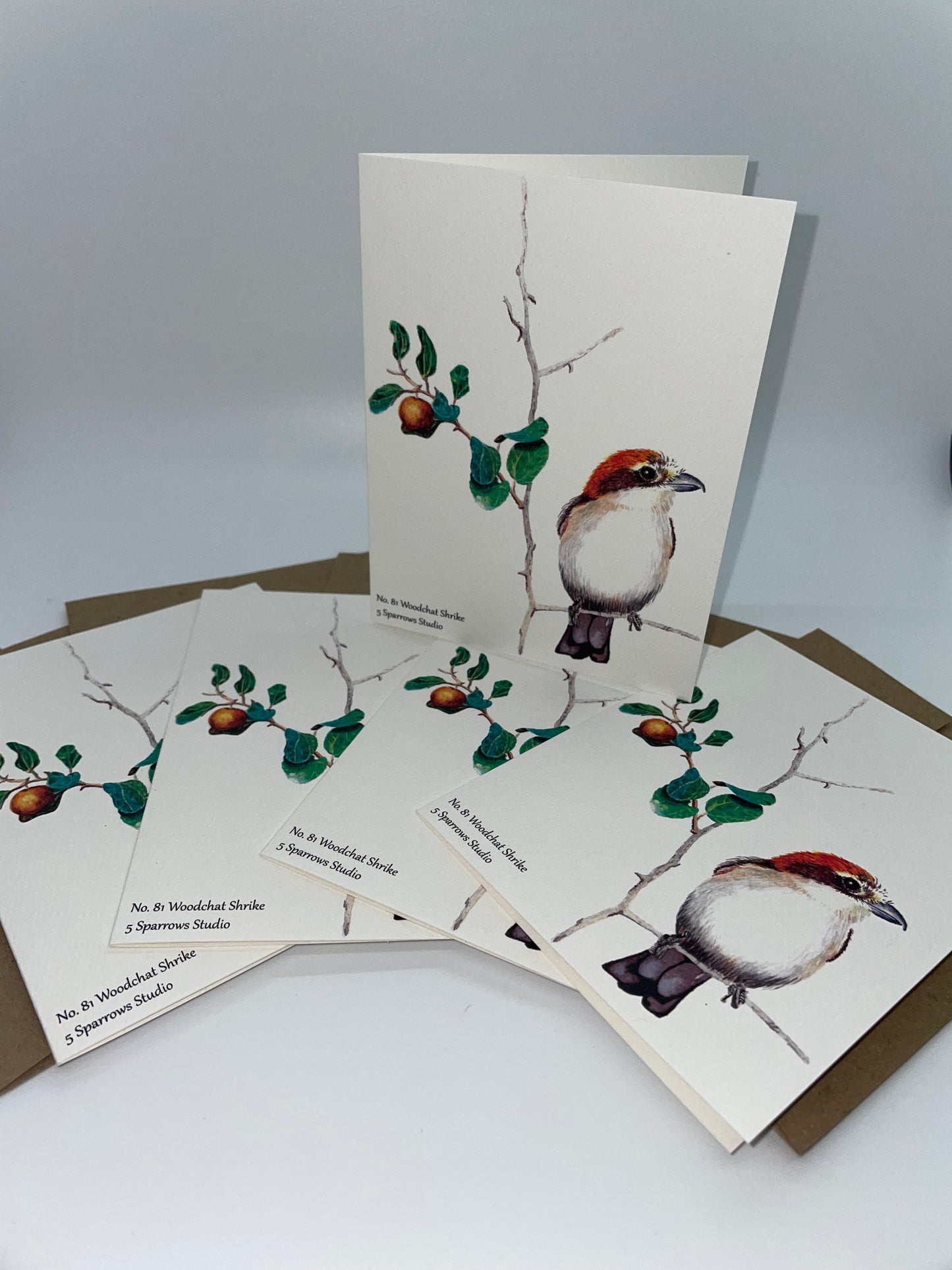 Woodchat Shrike - Bird Art by KB