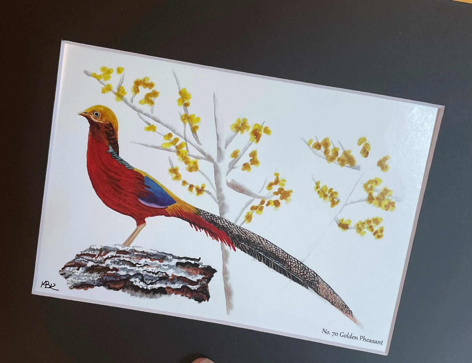 Golden Pheasant - Bird Art by KB