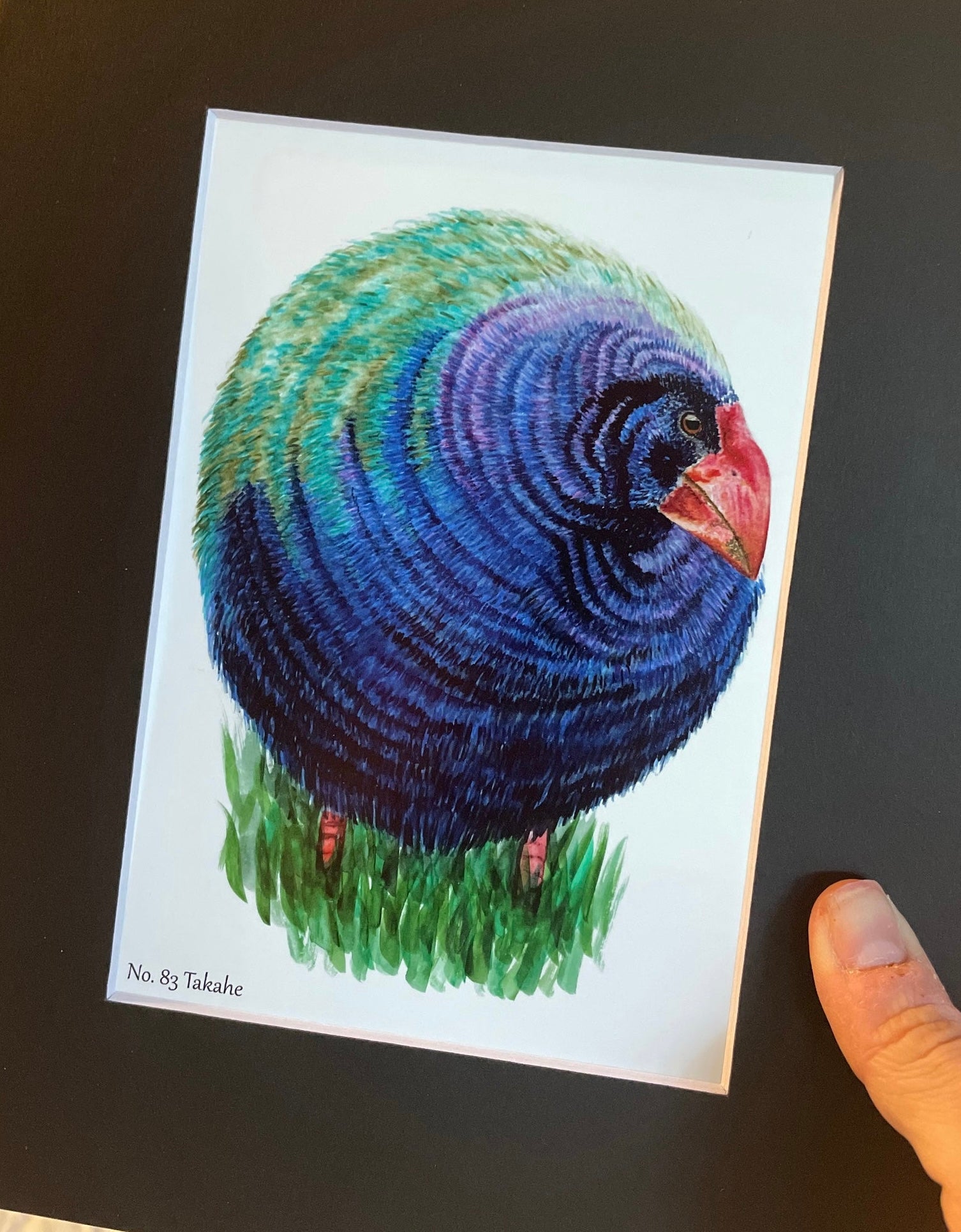 Takahe - Bird Art by KB