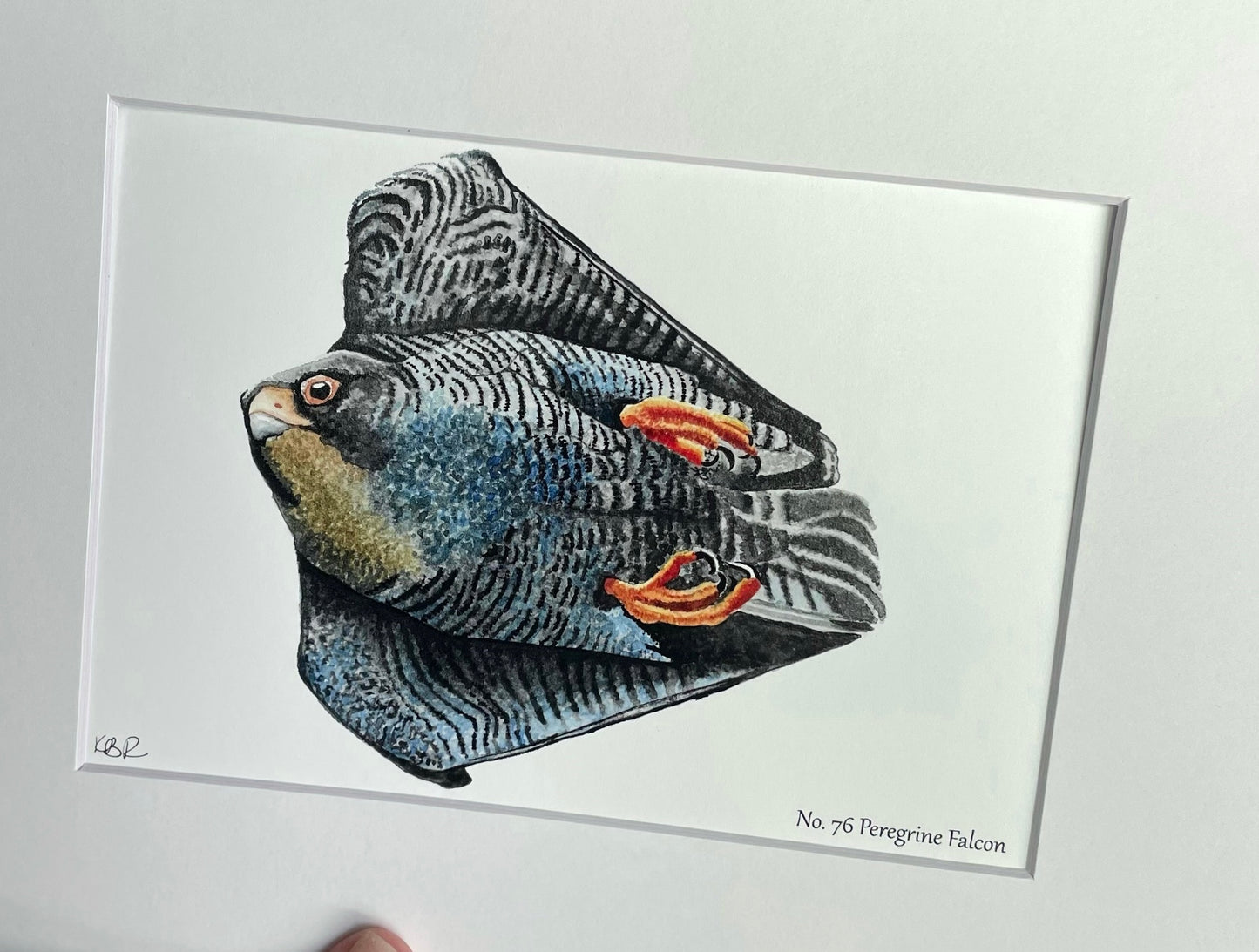Peregrine Falcon - Bird Art by KB