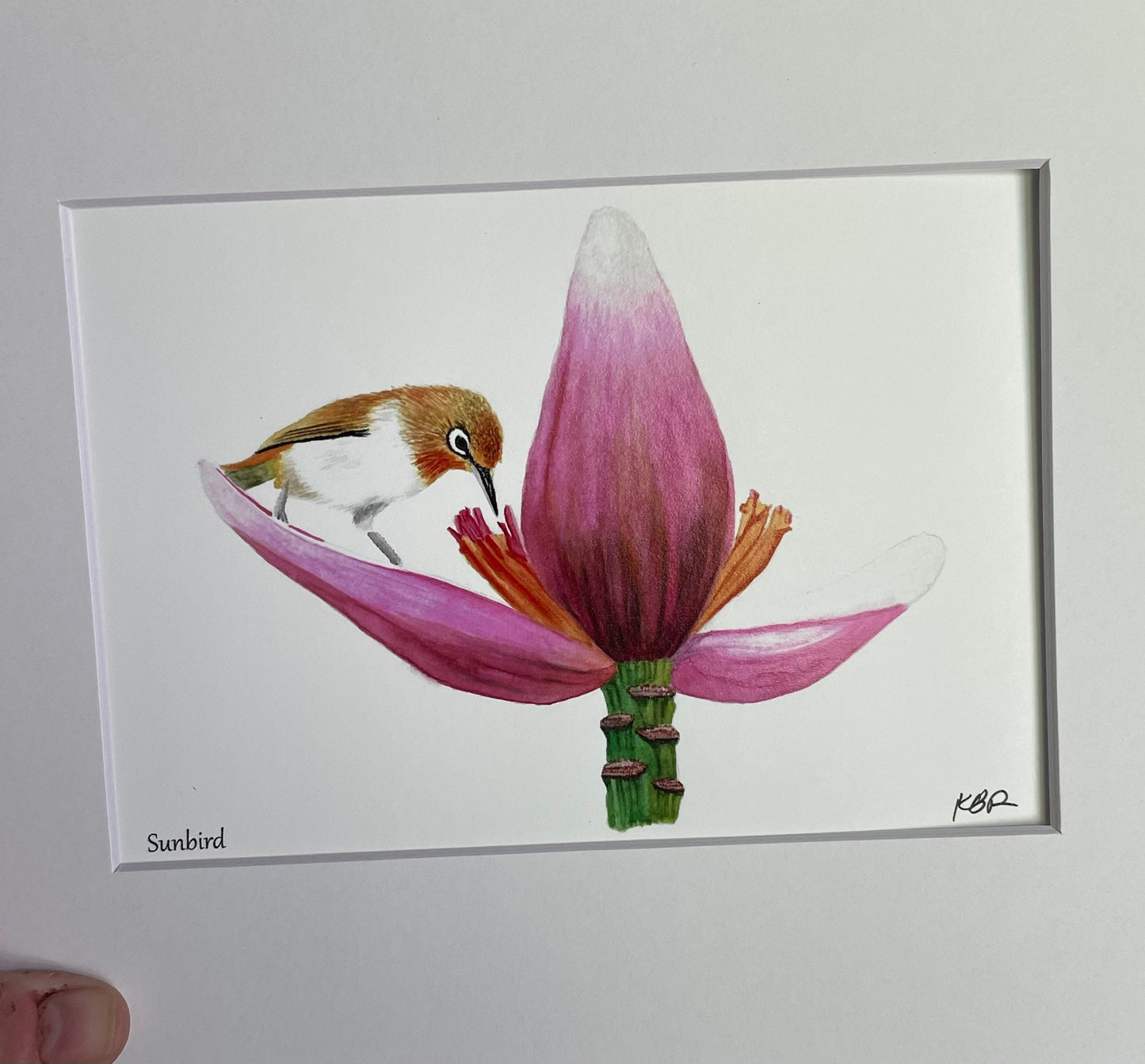 Plain Sunbird - Bird Art by KB