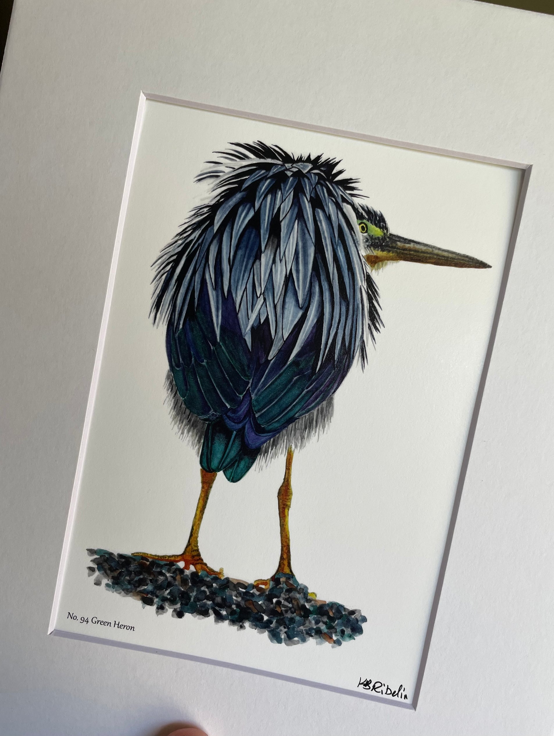 Green Heron - Bird Art by KB