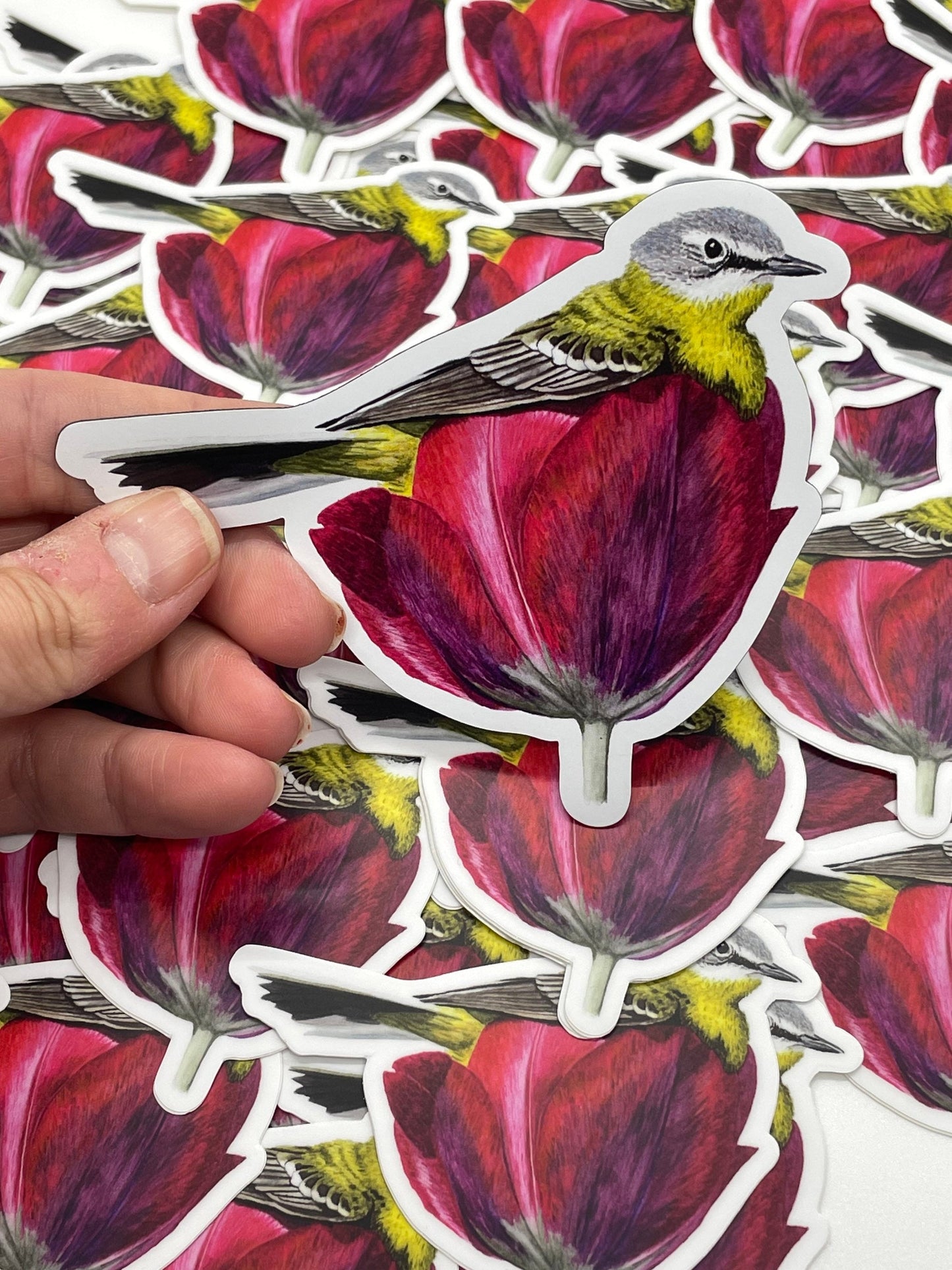 Blue-headed Wagtail - Bird Art by KB