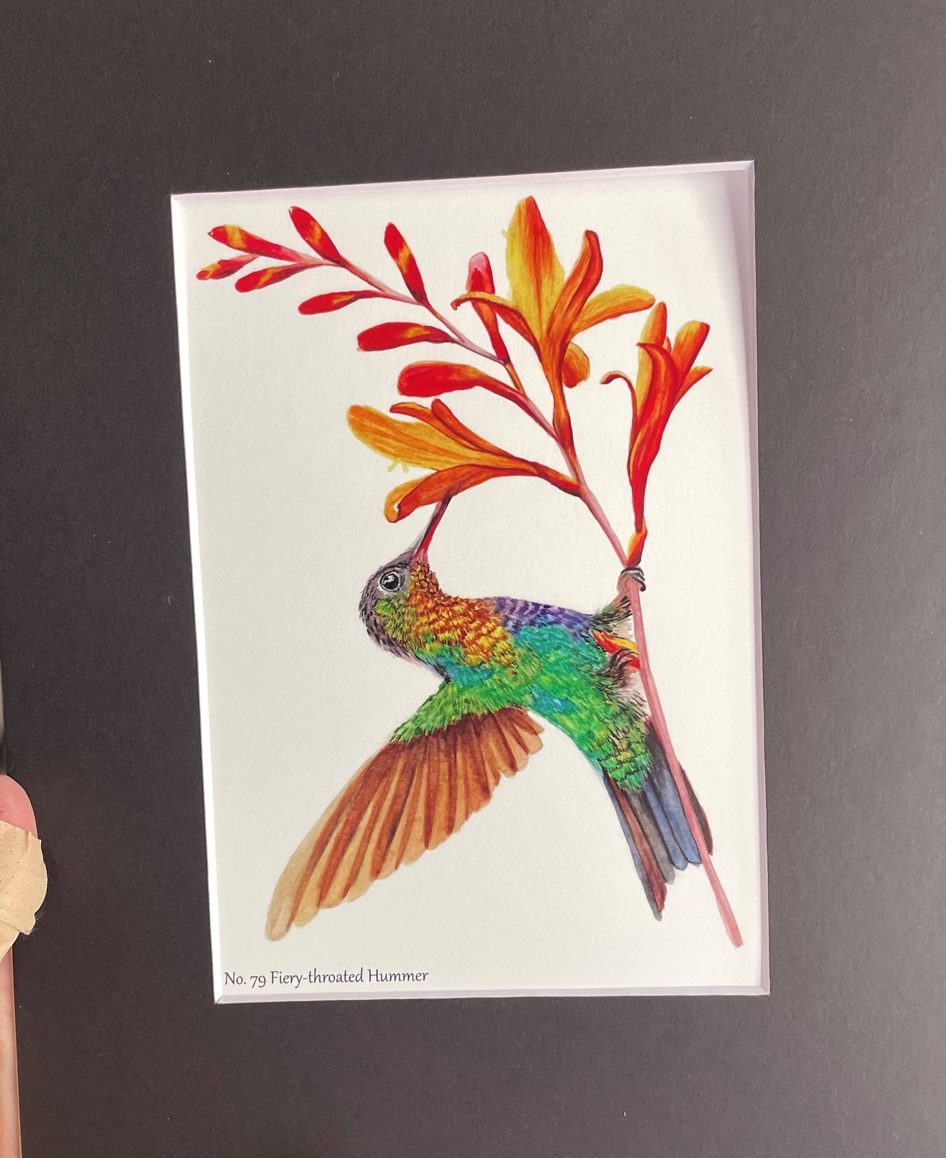 Fiery-Throated Hummingbird - Bird Art by KB