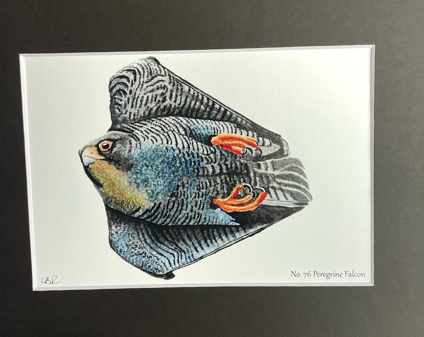 Peregrine Falcon - Bird Art by KB
