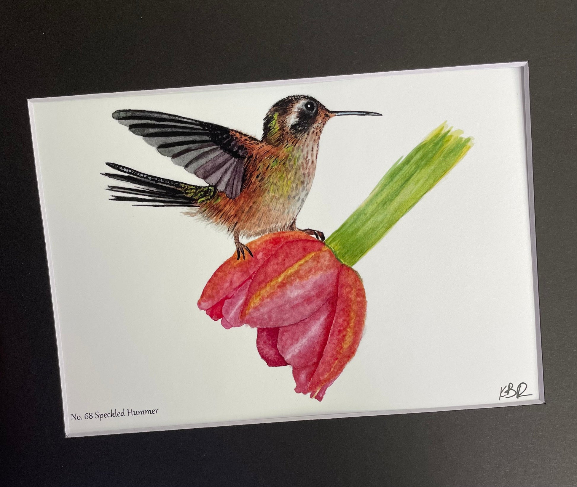 Speckled Hummingbird - Bird Art by KB