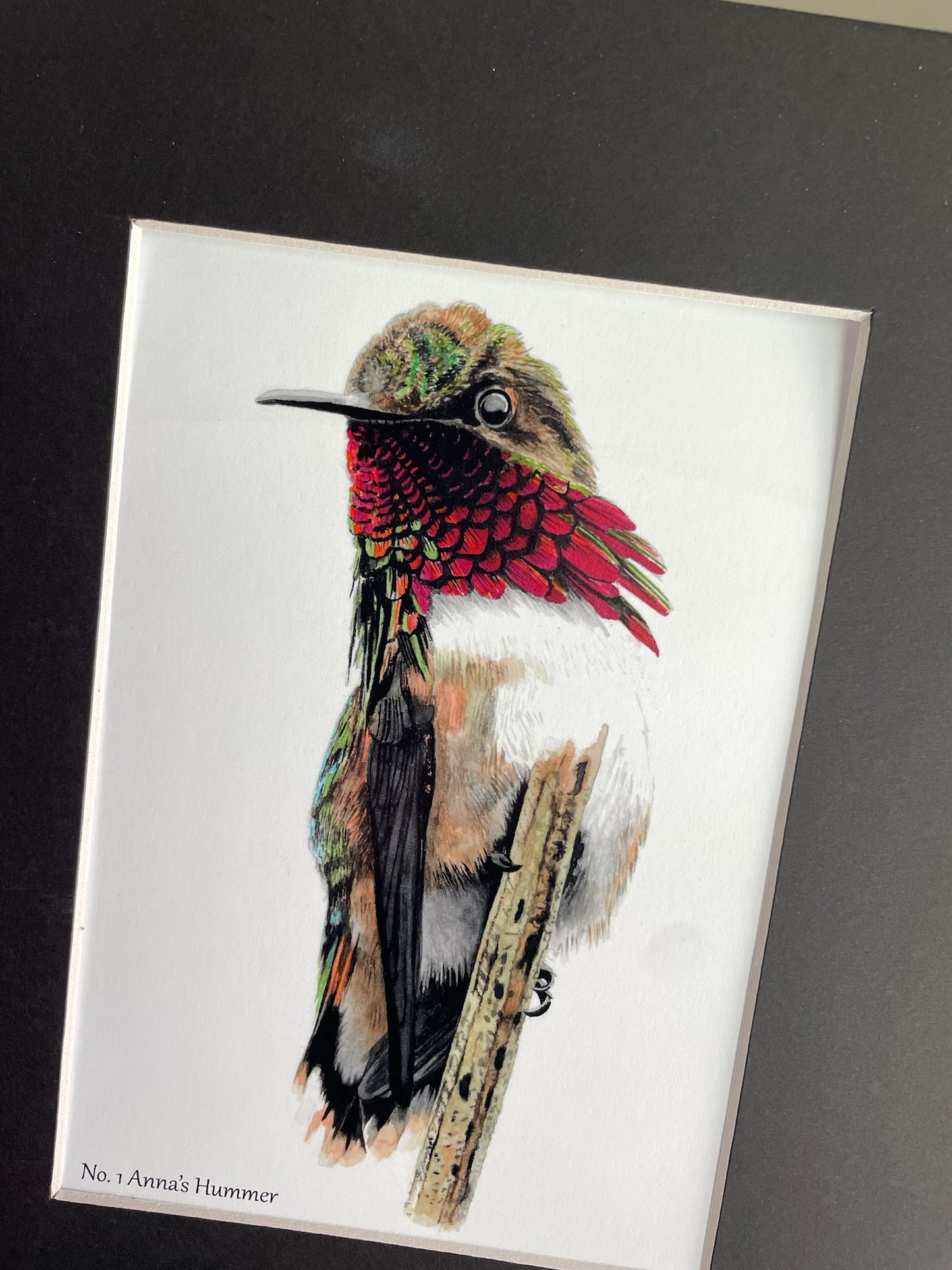 Anna's Hummingbird - Bird Art by KB - Giclee Print with Black Mat