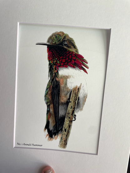 Anna's Hummingbird - Bird Art by KB - Giclee Print with White Mat