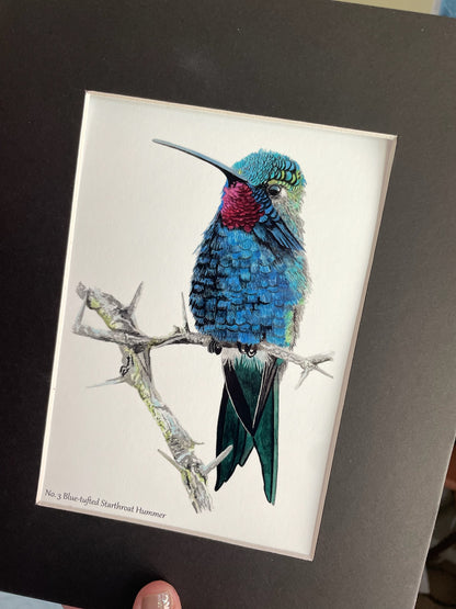 Blue-tufted Starthroat Hummingbird - Bird Art by KB - Giclee Print with Black Mat