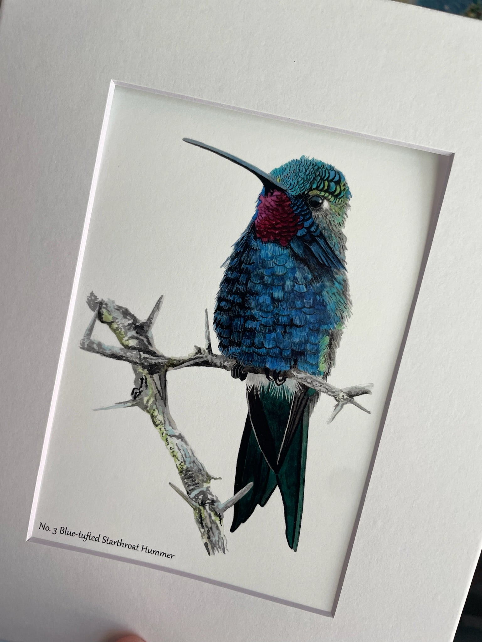 Blue-tufted Starthroat Hummingbird - Bird Art by KB - Giclee Print with White Mat