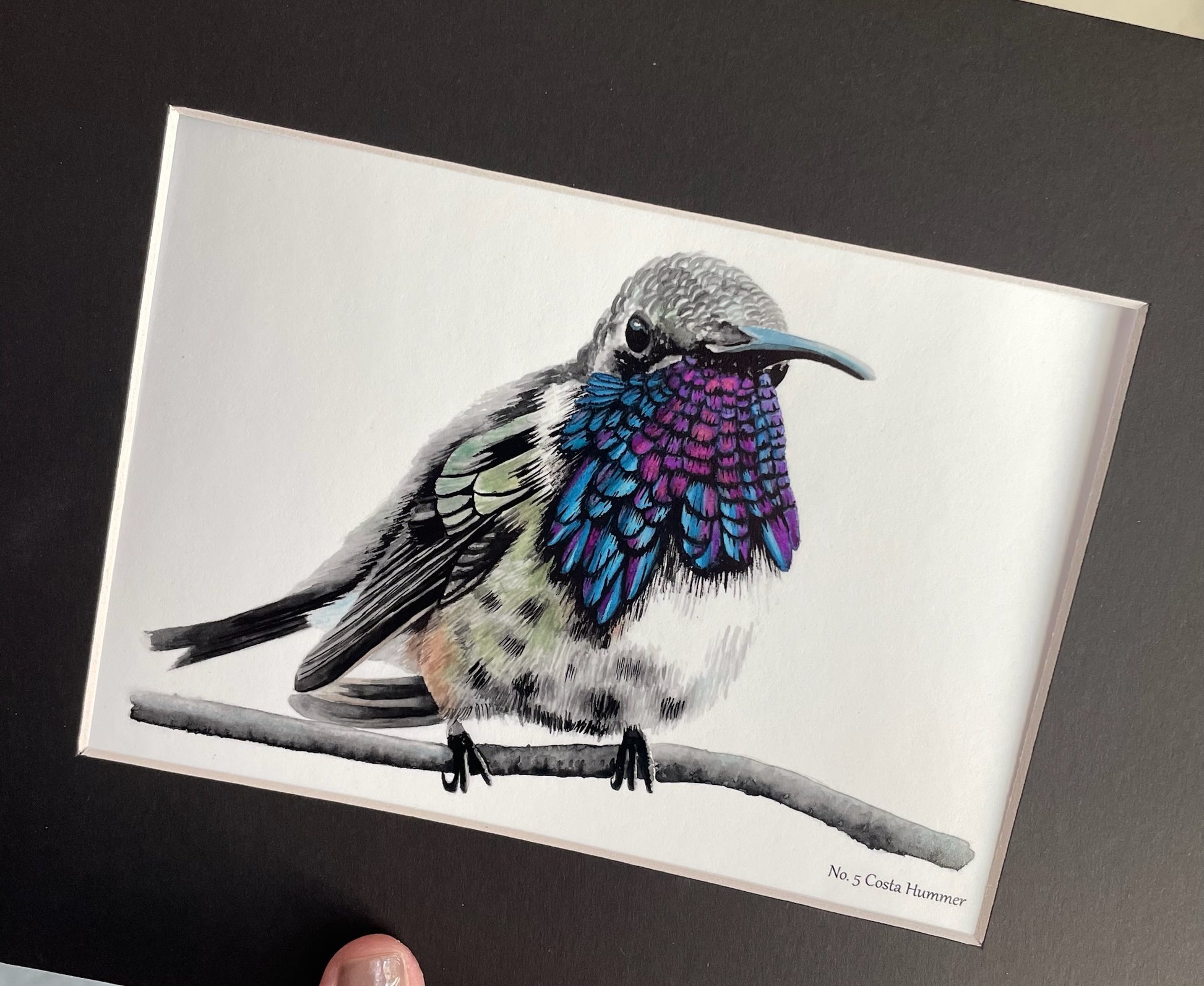 Costa's Hummingbird - Bird Art by KB - Giclee Print with Black Mat