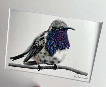 Costa's Hummingbird - Bird Art by KB - Giclee Print with White Mat