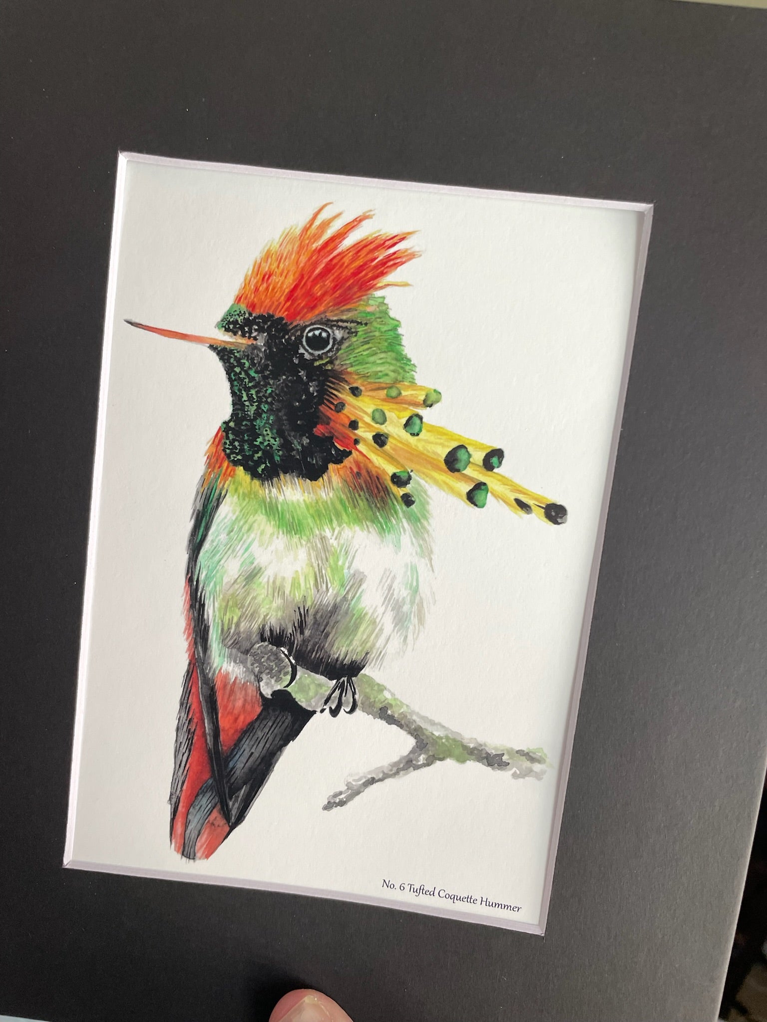 Tufted Coquette - Bird Art by KB - Giclee Print with Black Mat