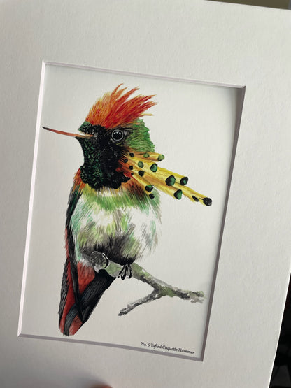 Tufted Coquette - Bird Art by KB - Giclee Print with White Mat