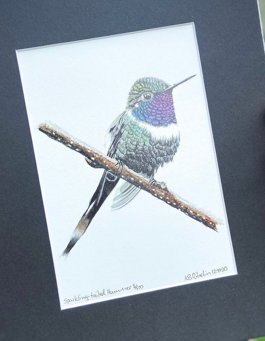 Sparkling-Tailed Hummer - Bird Art by KB - Giclee Print with Black Mat
