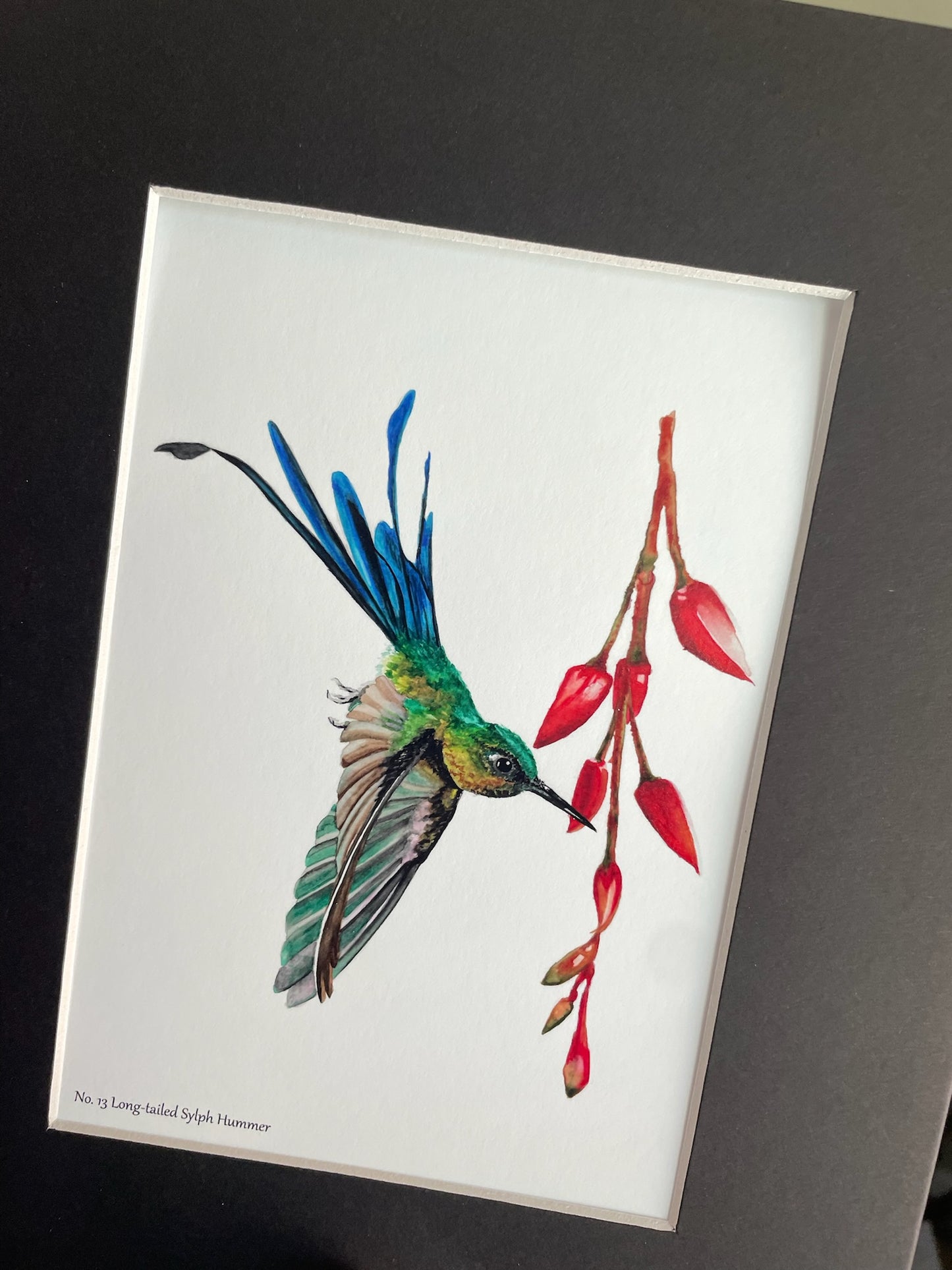 Long-tailed Sylph - Bird Art by KB - Giclee Print with Black Mat