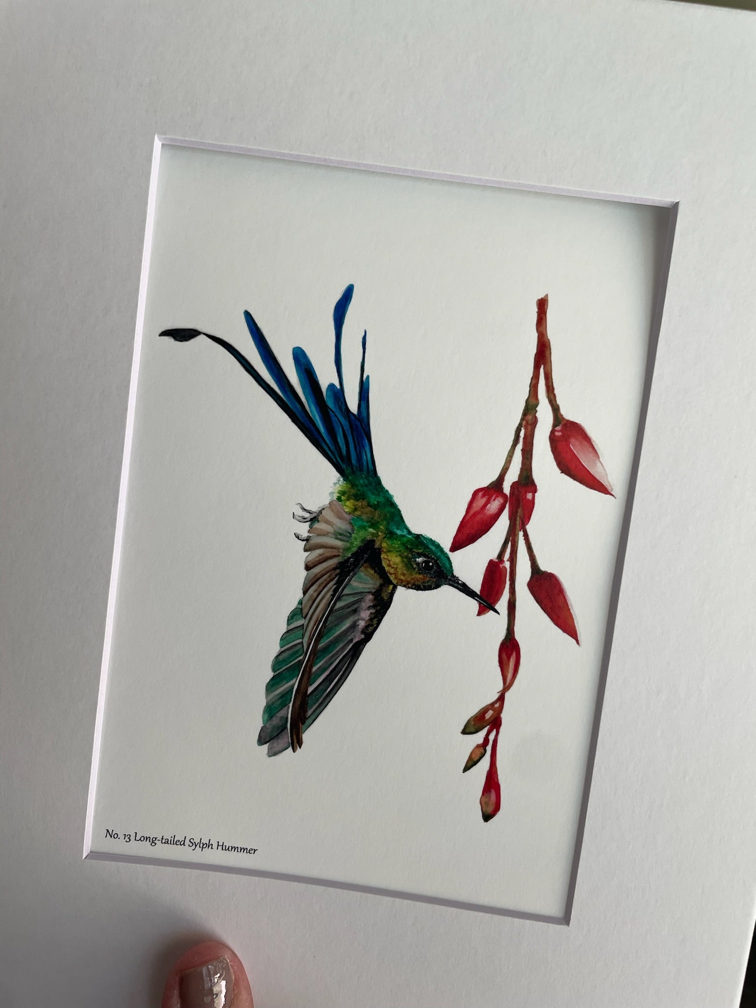 Long-tailed Sylph - Bird Art by KB - Giclee Print with White Mat