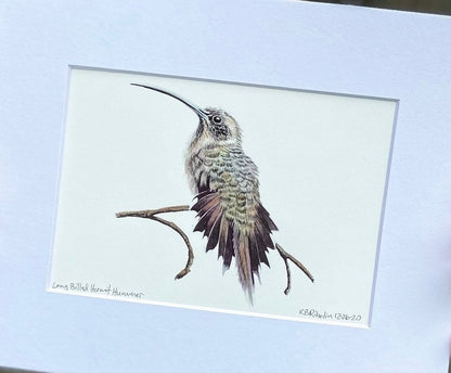 Long-billed Hermit - Bird Art by KB - Giclee Print with White Mat