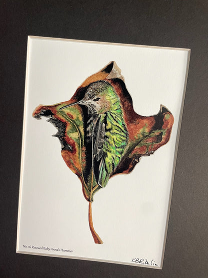 Anna’s Hummingbird - Rescued Baby - Bird Art by KB - Giclee Print with Black Mat