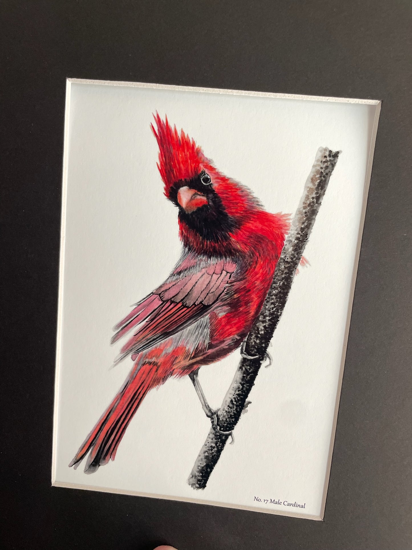 Cardinal - Male - Bird Art by KB - Giclee Print with Black Mat