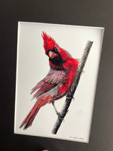 Load image into Gallery viewer, Cardinal - Male - Bird Art by KB - Giclee Print with Black Mat
